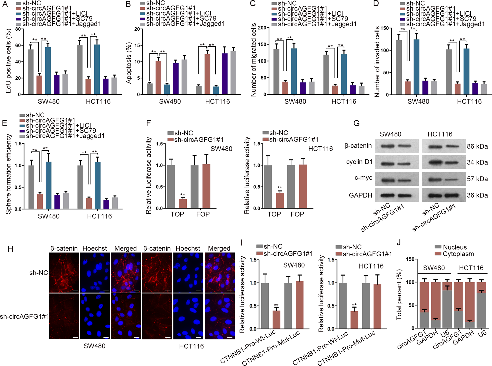 Fig. 4: CircAGFG1 promoted CTNNB1 transcription in CRC cells.