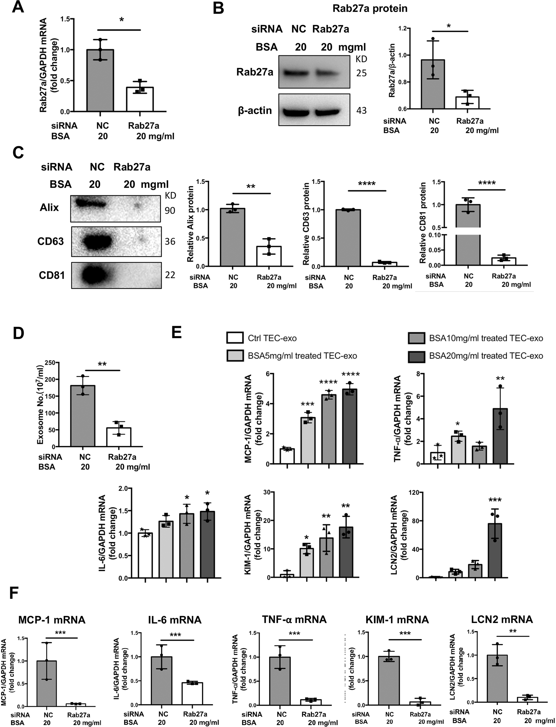 Fig. 4: Albumin promoted exosomes secretion via Rab27a and induced TECs injury as a paracrine or autocrine signal.