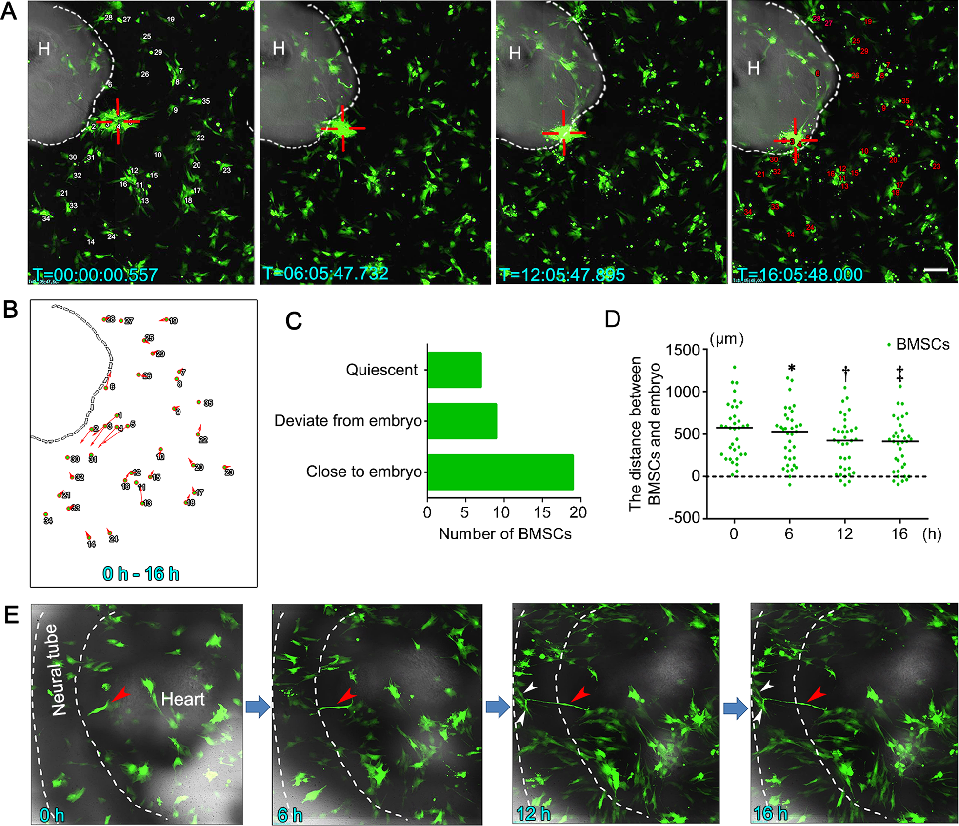 Fig. 3: Time-lapse tracking of BMSCs co-cultured with atRA-treated NTD embryos.