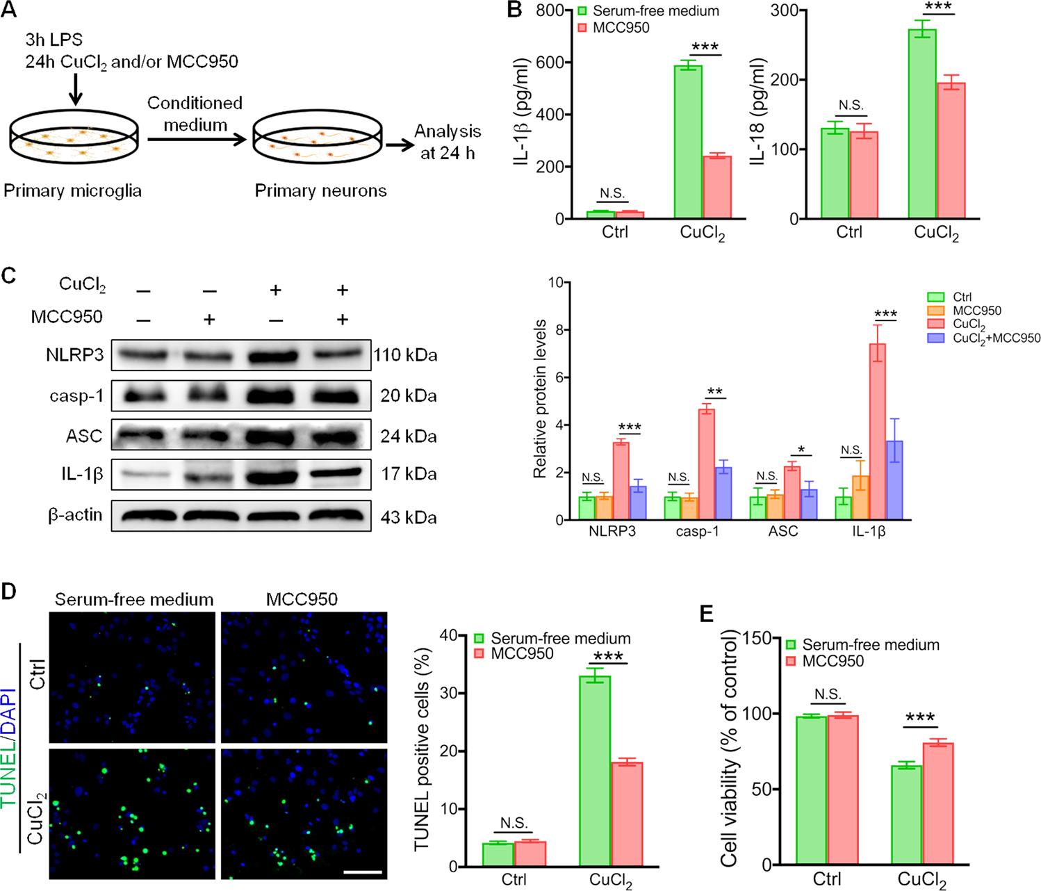 Fig. 5: MCC950 inhibits NLRP3 inflammasome activation in CuCl2-induced microglia.