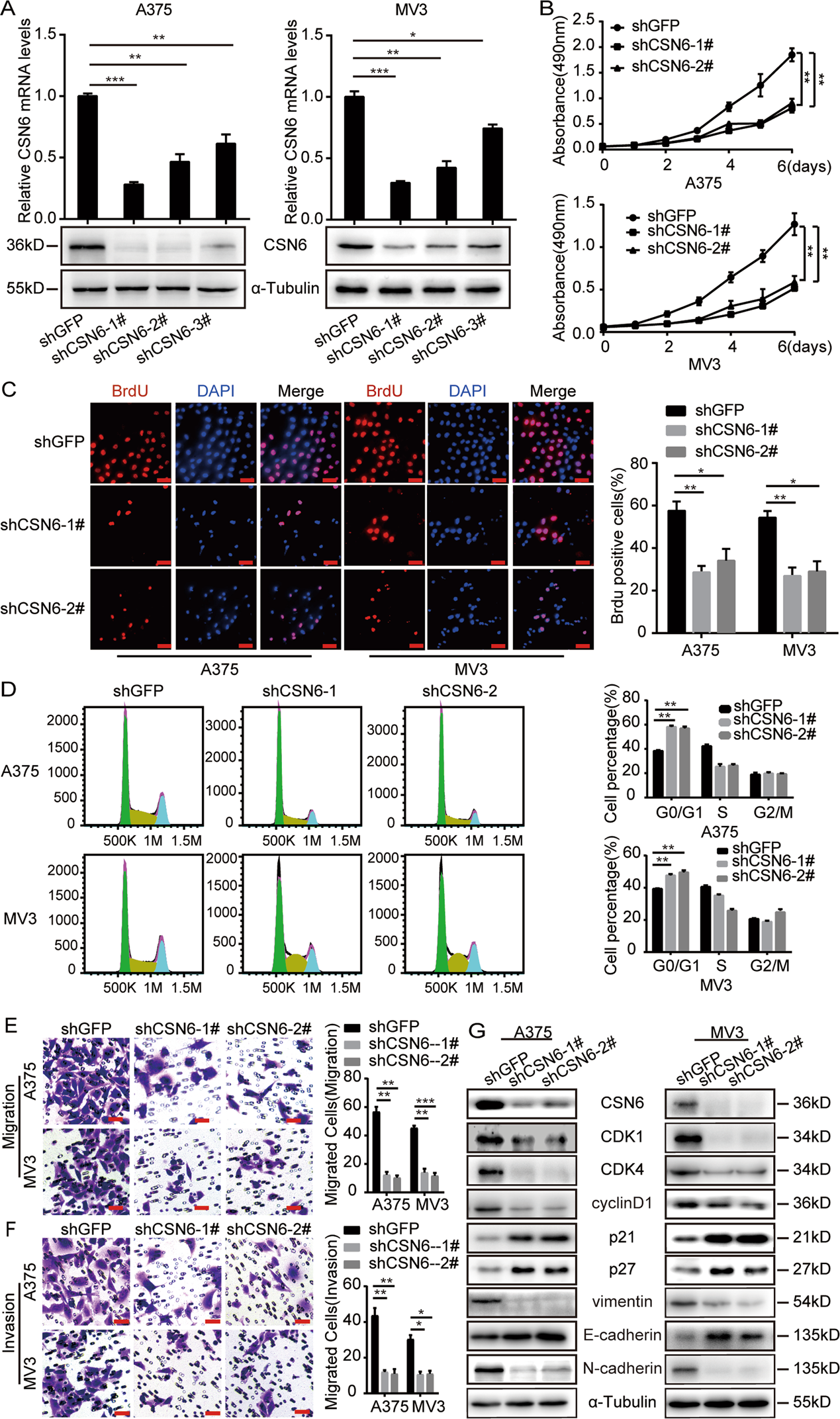 Fig. 2: CSN6 is required for the proliferation, migration and invasion of melanoma cells and regulates cell cycle progression.