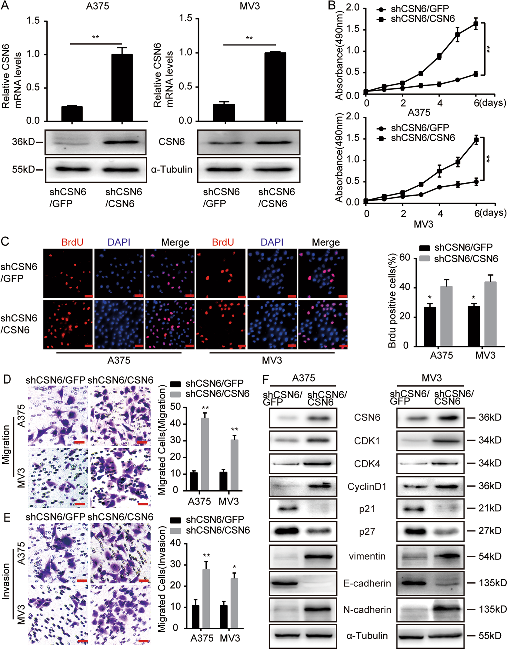 Fig. 3: CSN6 recovery rescues the cell proliferation, migration, and invasion of CSN6-silenced melanoma cells.