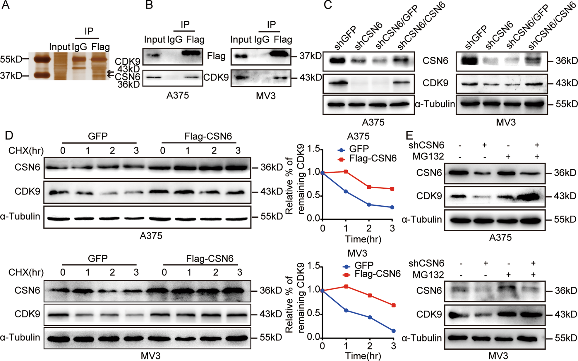 Fig. 4: CSN6 interacts with CDK9 and governs CDK9 stability.