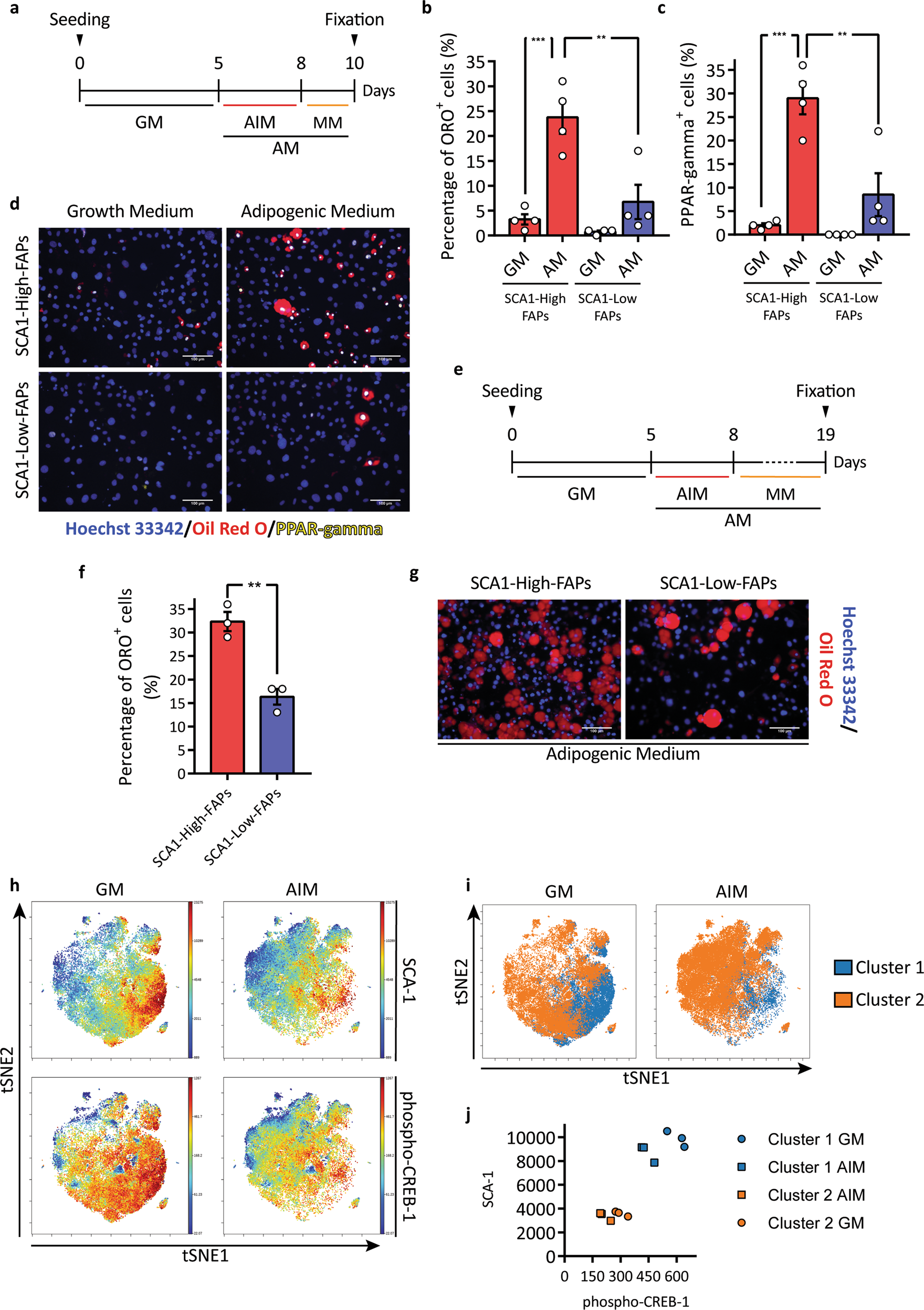 Fig. 3: SCA1-High-FAPs differentiate more efficiently into adipocytes than SCA1-Low-FAPs.