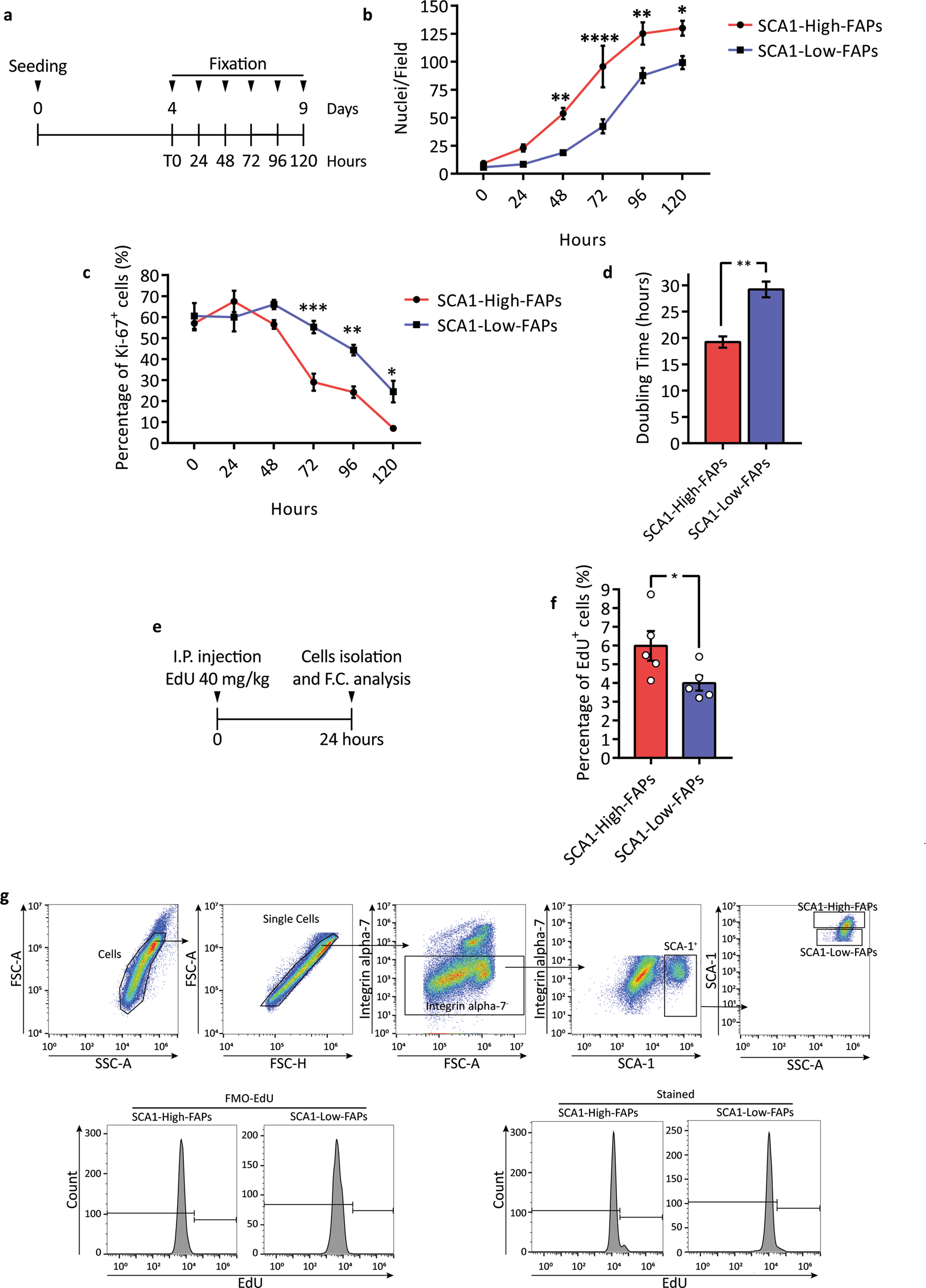 Fig. 6: SCA1-High-FAPs have a higher proliferation rate than SCA1-Low-FAPs.