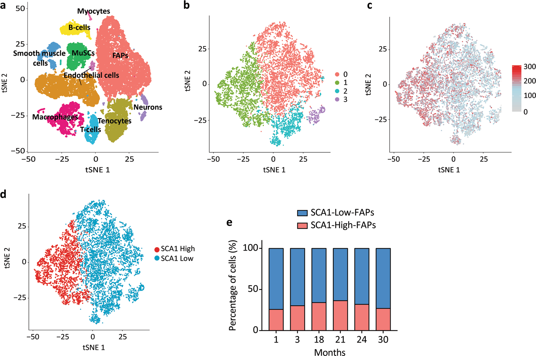 Fig. 7: FAP cell states from wild type mice differ in their transcriptional profile.