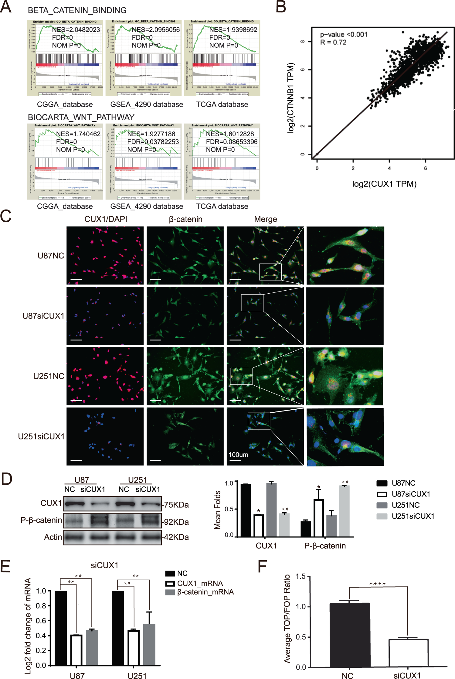 Fig. 4: P75CUX1 regulated β-catenin expression and activated WNT/β-catenin signaling pathway.