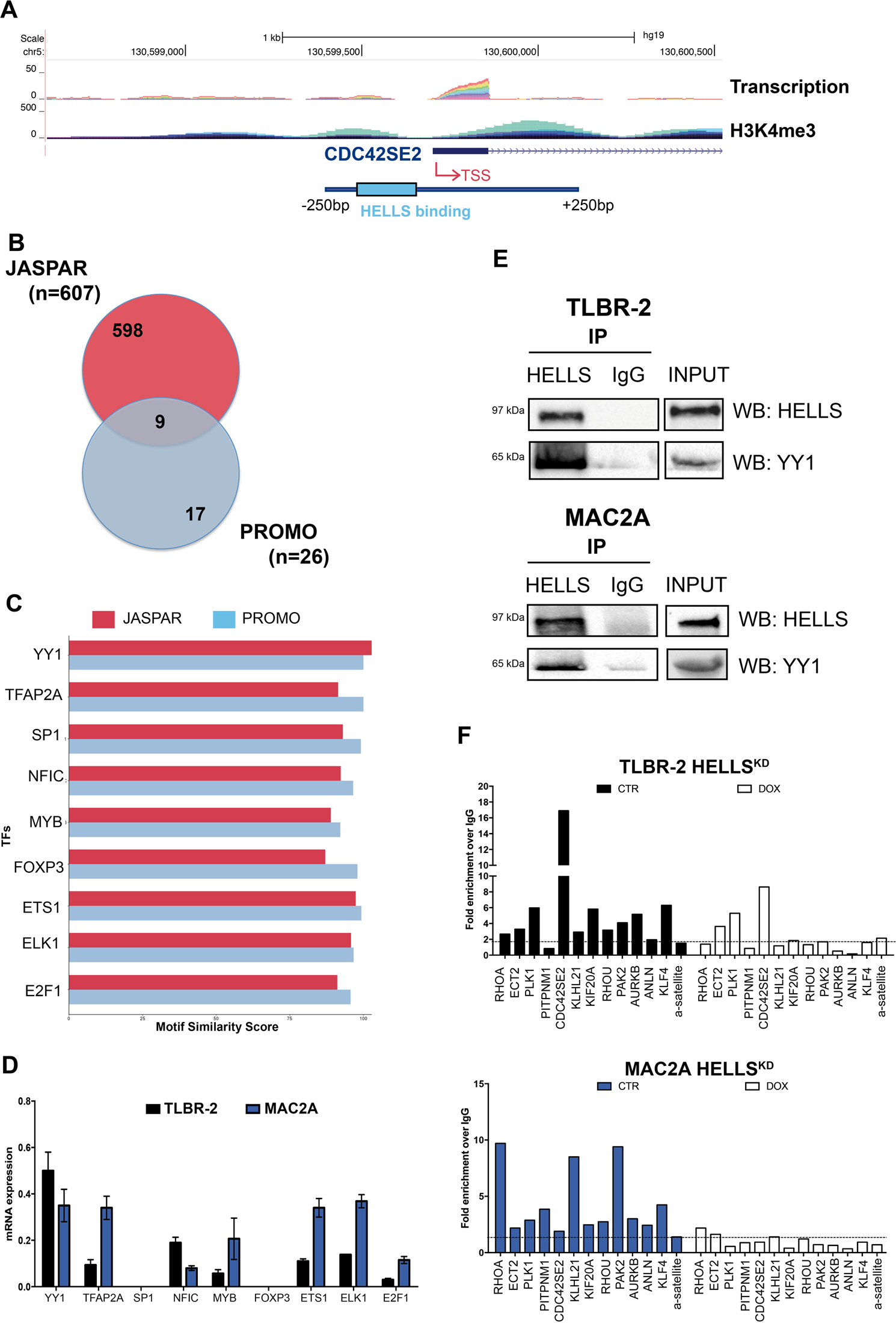 Fig. 3: HELLS interacts with the transcriptional factor YY1.