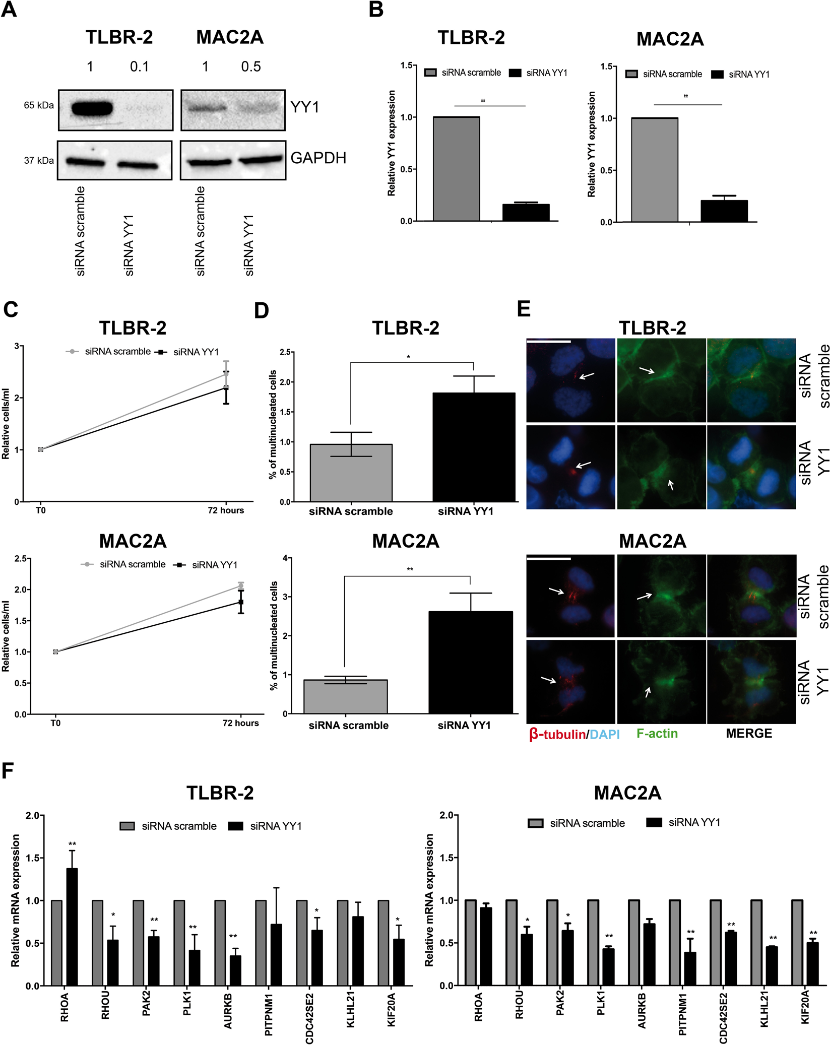 Fig. 4: YY1 cooperates with HELLS to regulate the multi-nucleated phenotype.