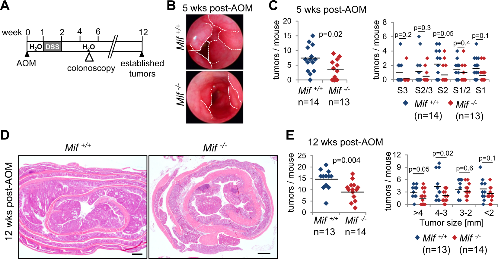 Fig. 1: MIF supports tumor growth in a CRC mouse model.