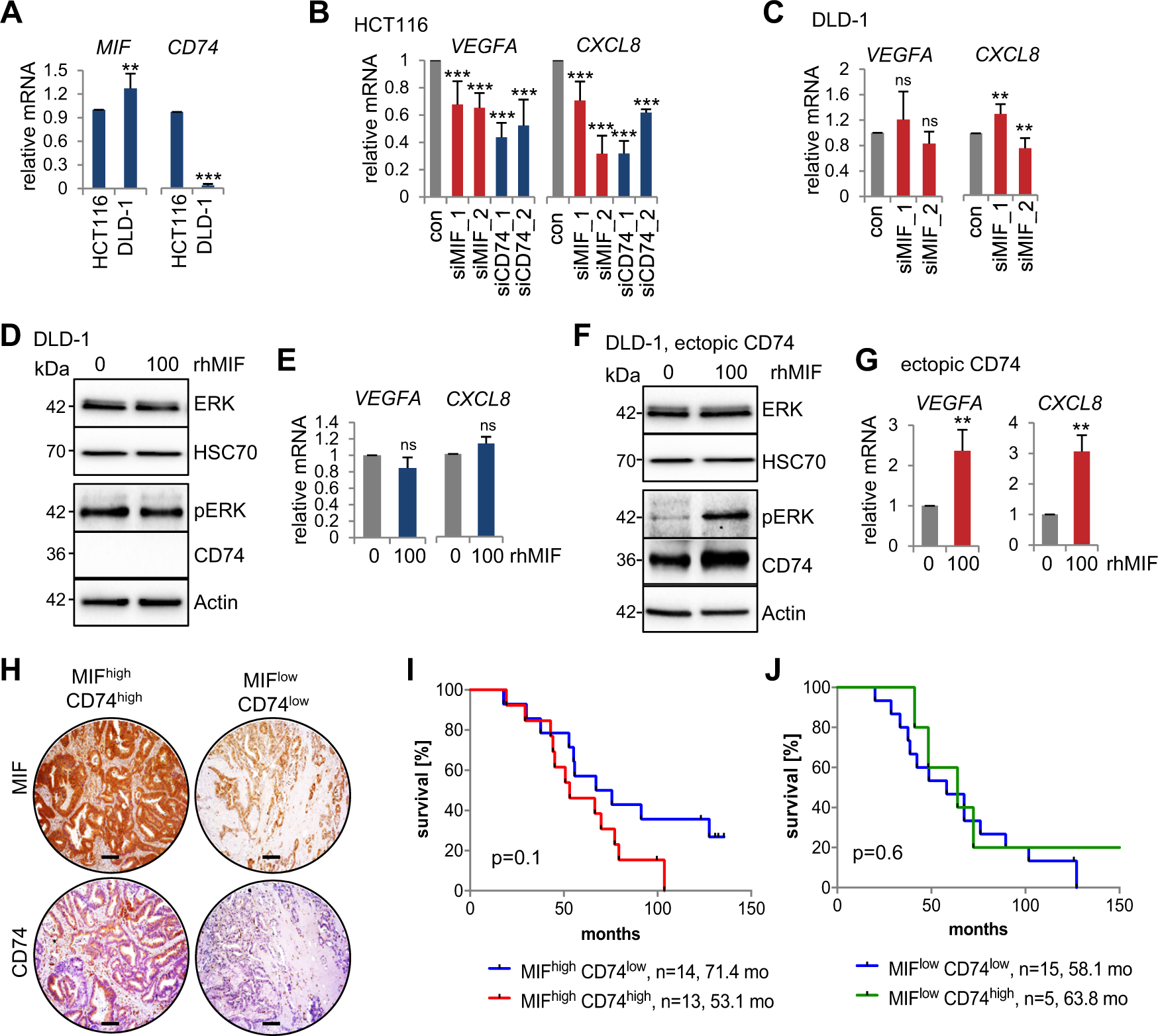 Fig. 5: The CD74-MIF receptor interaction facilitates the expression of angiogenic factors in CRC cells.