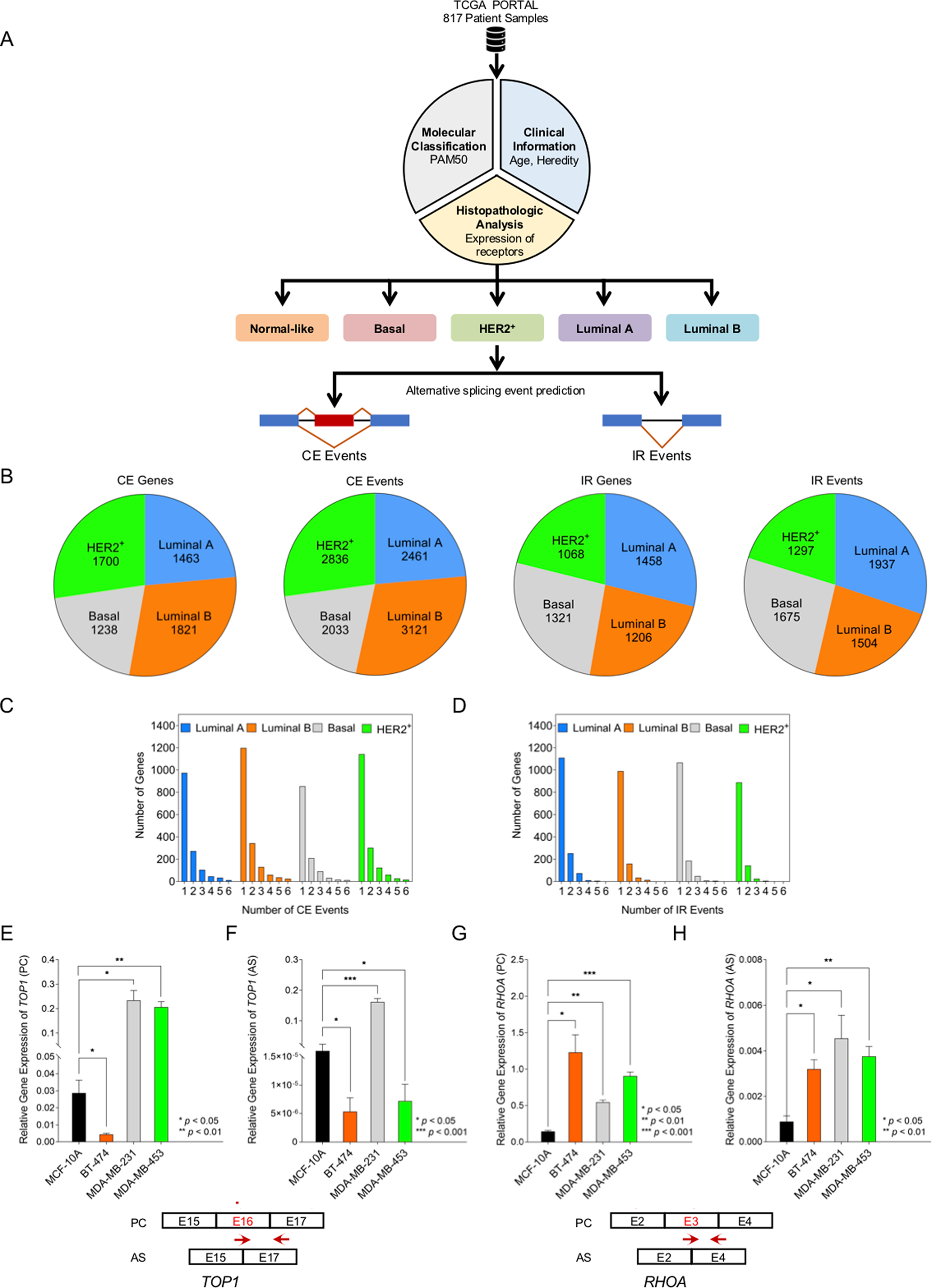 Alternative Splicing Of Ceramide Synthase 2 Alters Levels Of Specific Ceramides And Modulates Cancer Cell Proliferation And Migration In Luminal B Breast Cancer Subtype Cell Death Disease
