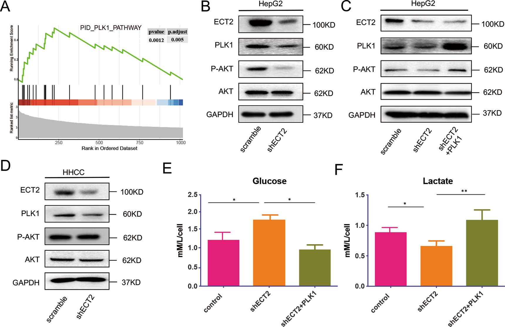 Fig. 4: ECT2 overexpression promotes activation of AKT via the PLK1/PTEN pathway.