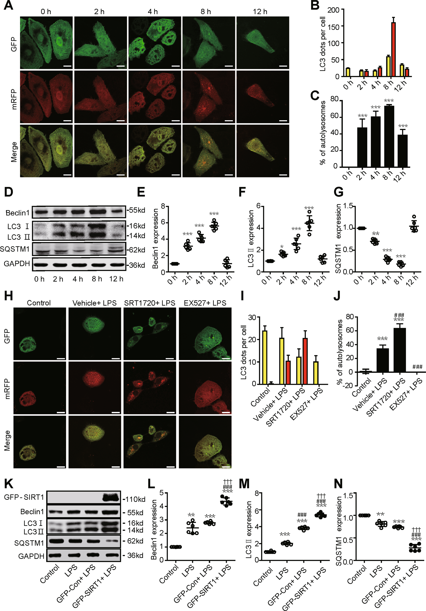 Fig. 4: Dynamic changes in autophagy in a SAKI cell model.
