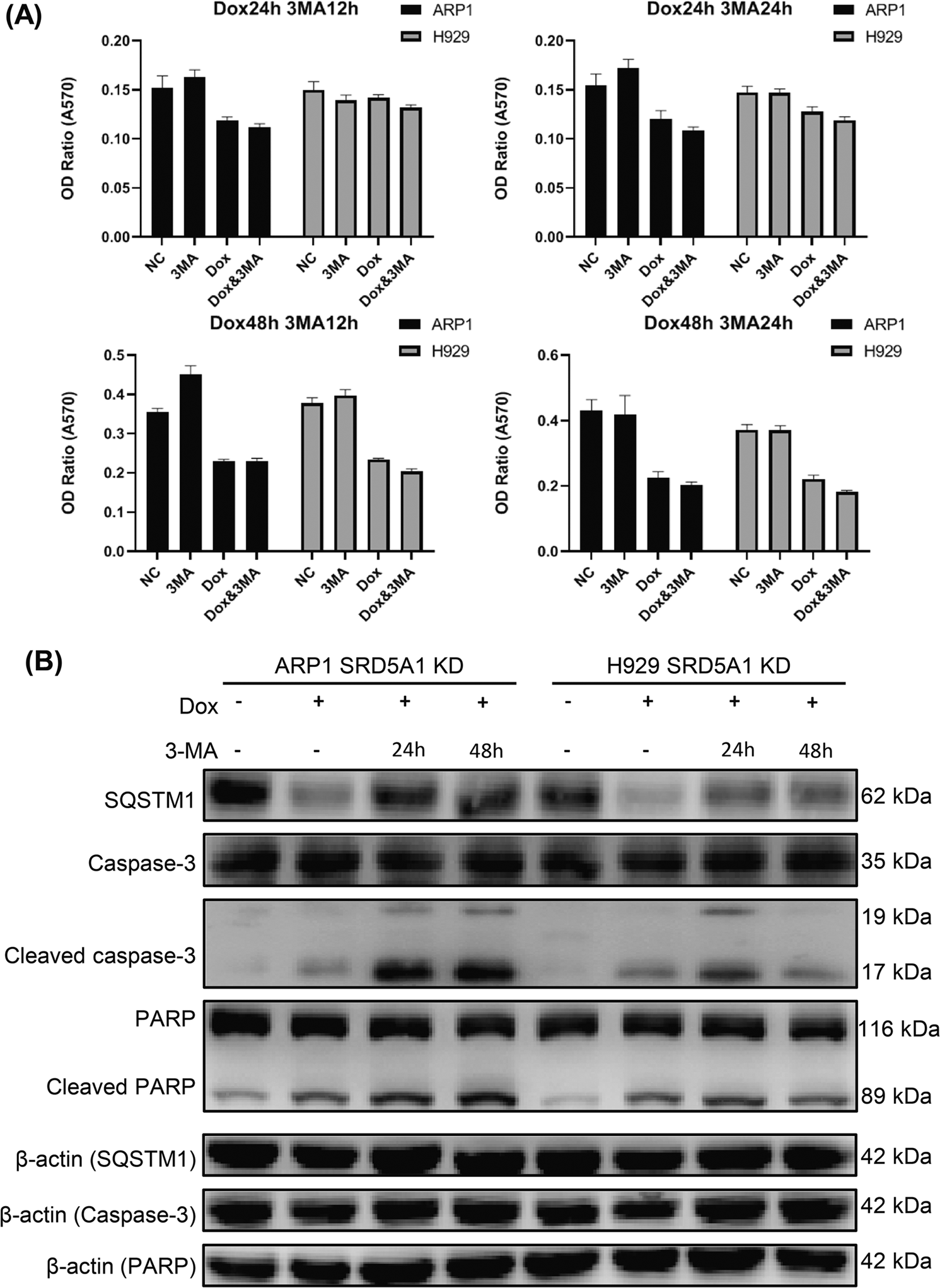 Fig. 6: 3-MA potentiates apoptosis induced by inhibition of autophagy.