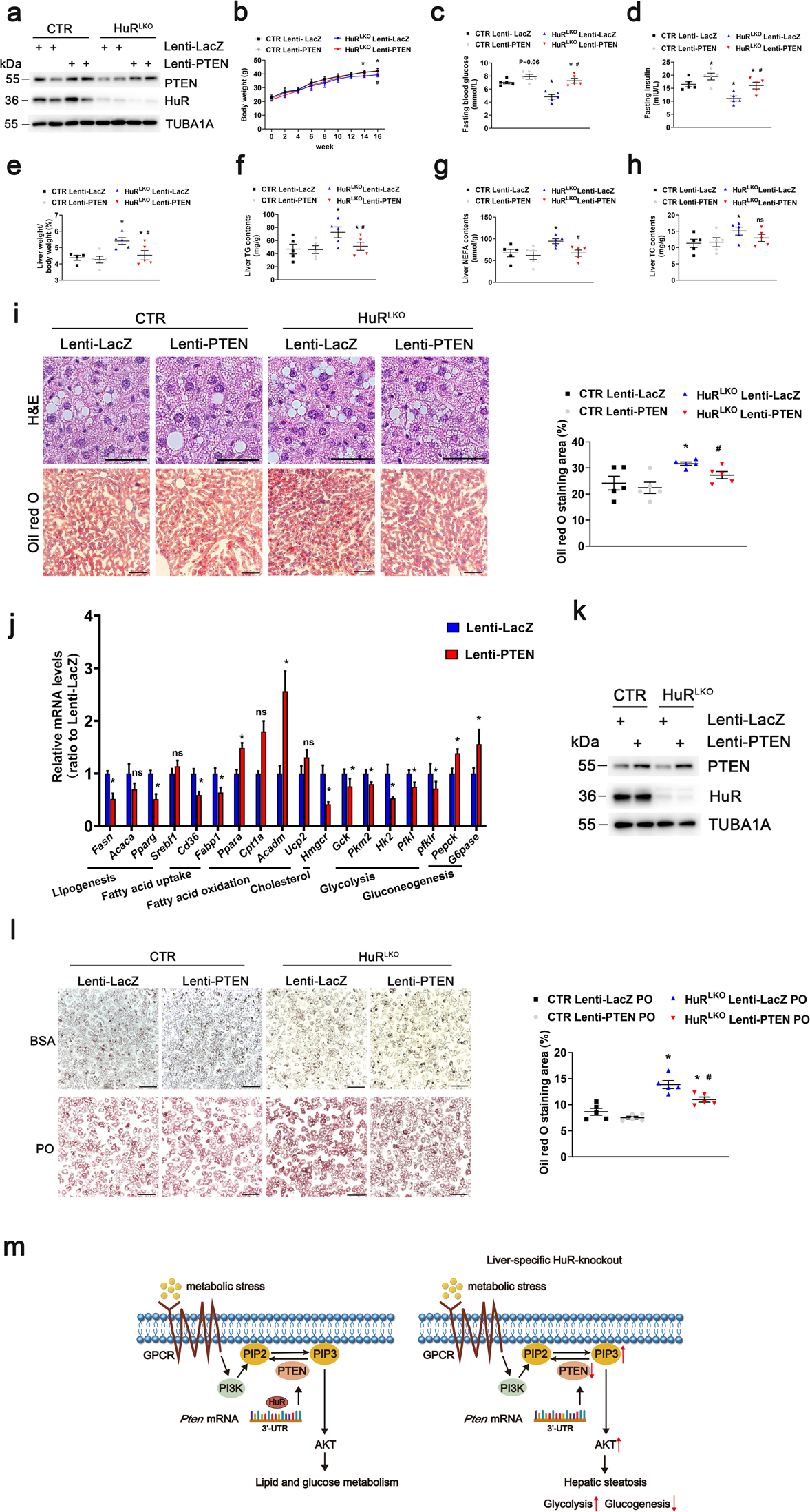 Fig. 6: HuR regulates hepatocyte steatosis through PTEN.