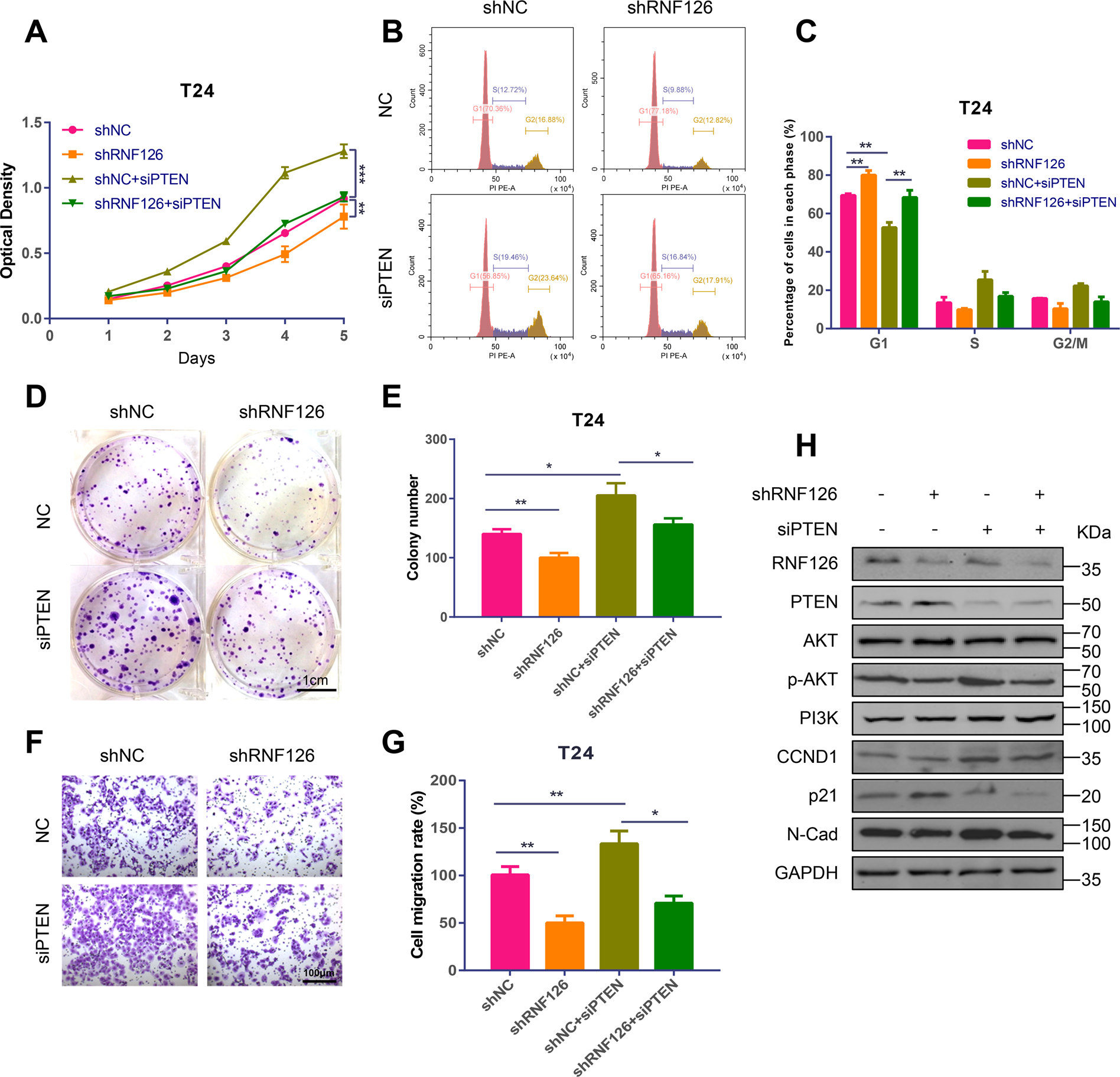 Fig. 6: Depletion of RNF126 suppressed BCa cell proliferation and metastasis through upregulating PTEN.