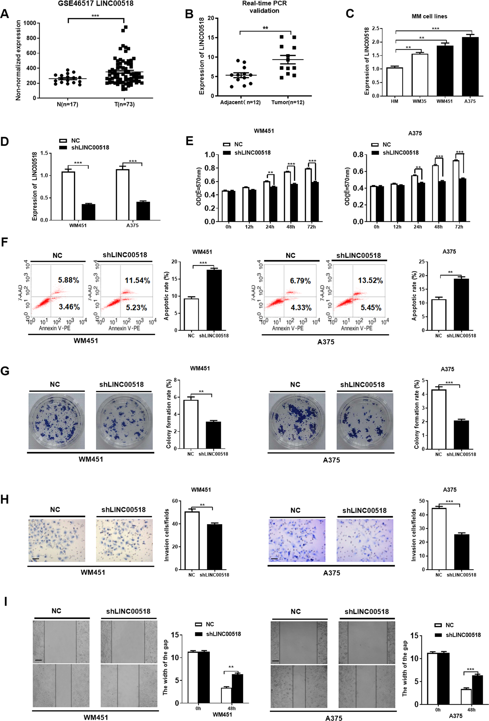 Fig. 2: LINC00518 knockdown suppressed cell proliferation, colony formation, migration and invasion, and reduced viability.