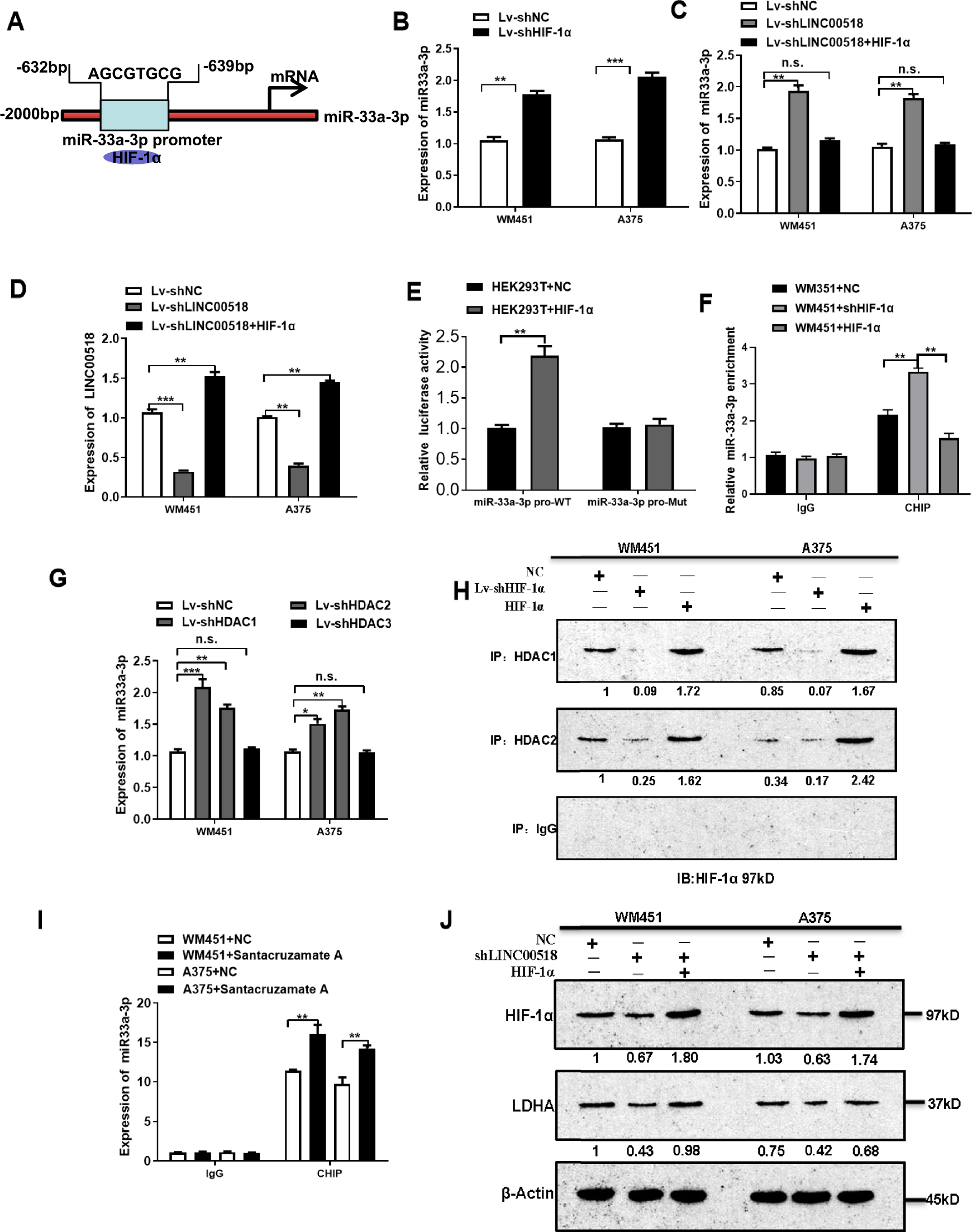 Fig. 4: HIF-1α negatively regulates miR-33a-3p expression in CMM cells.