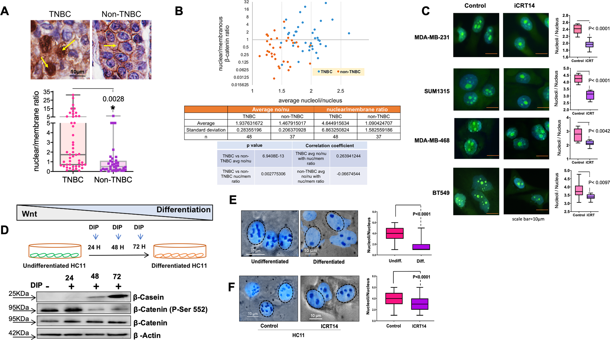 Fig. 3: Active β-catenin signaling in TNBC contributes to the increase in nucleolar number.