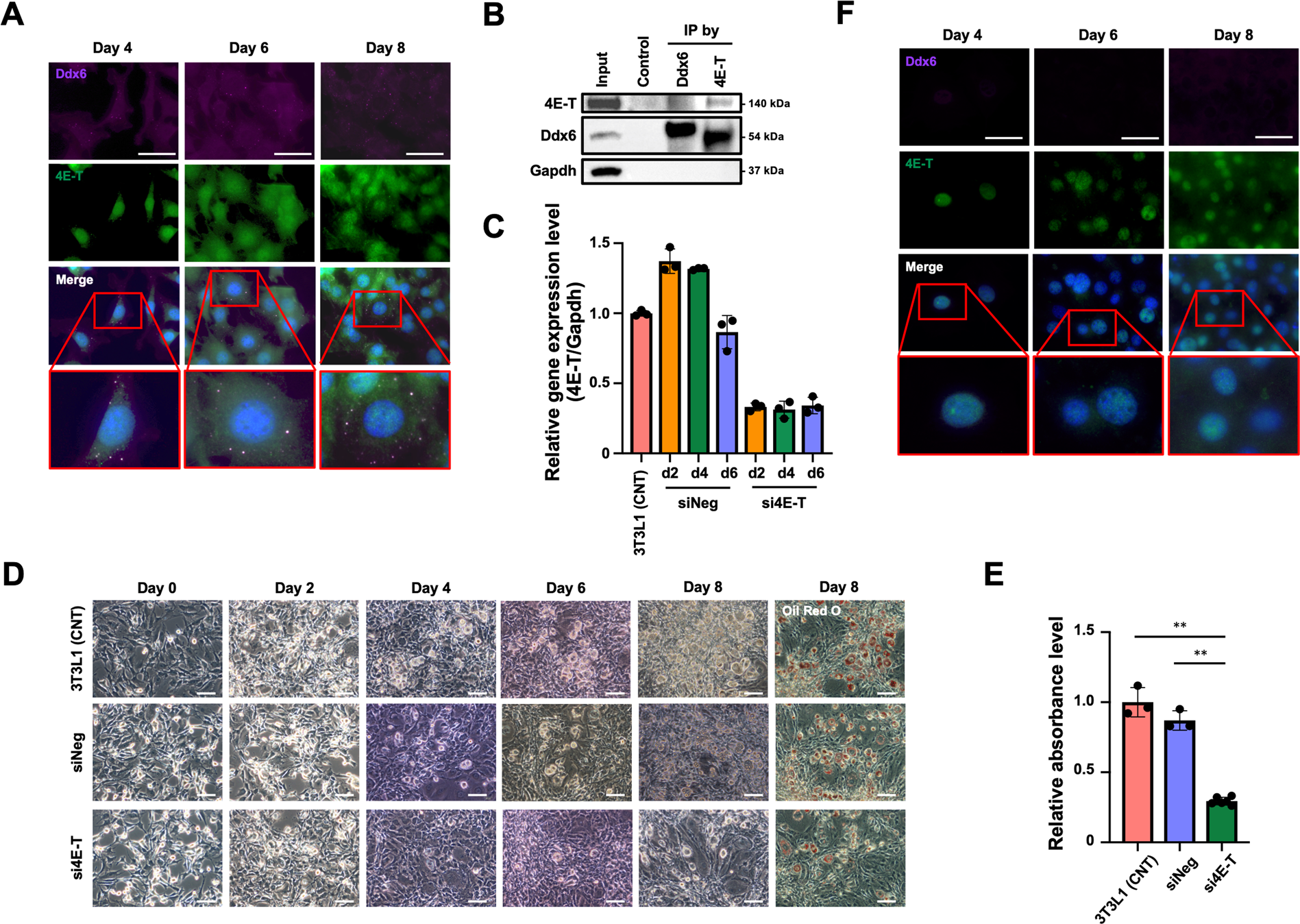Fig. 3: Adipogenic differentiation of 3T3L1 4E-T-KD preadipocytes.