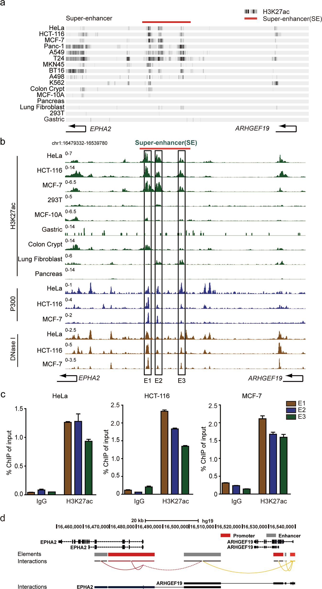 Epha2 Super Enhancer Promotes Tumor Progression By Recruiting Fosl2 And Tcf7l2 To Activate The Target Gene Epha2 Cell Death Disease