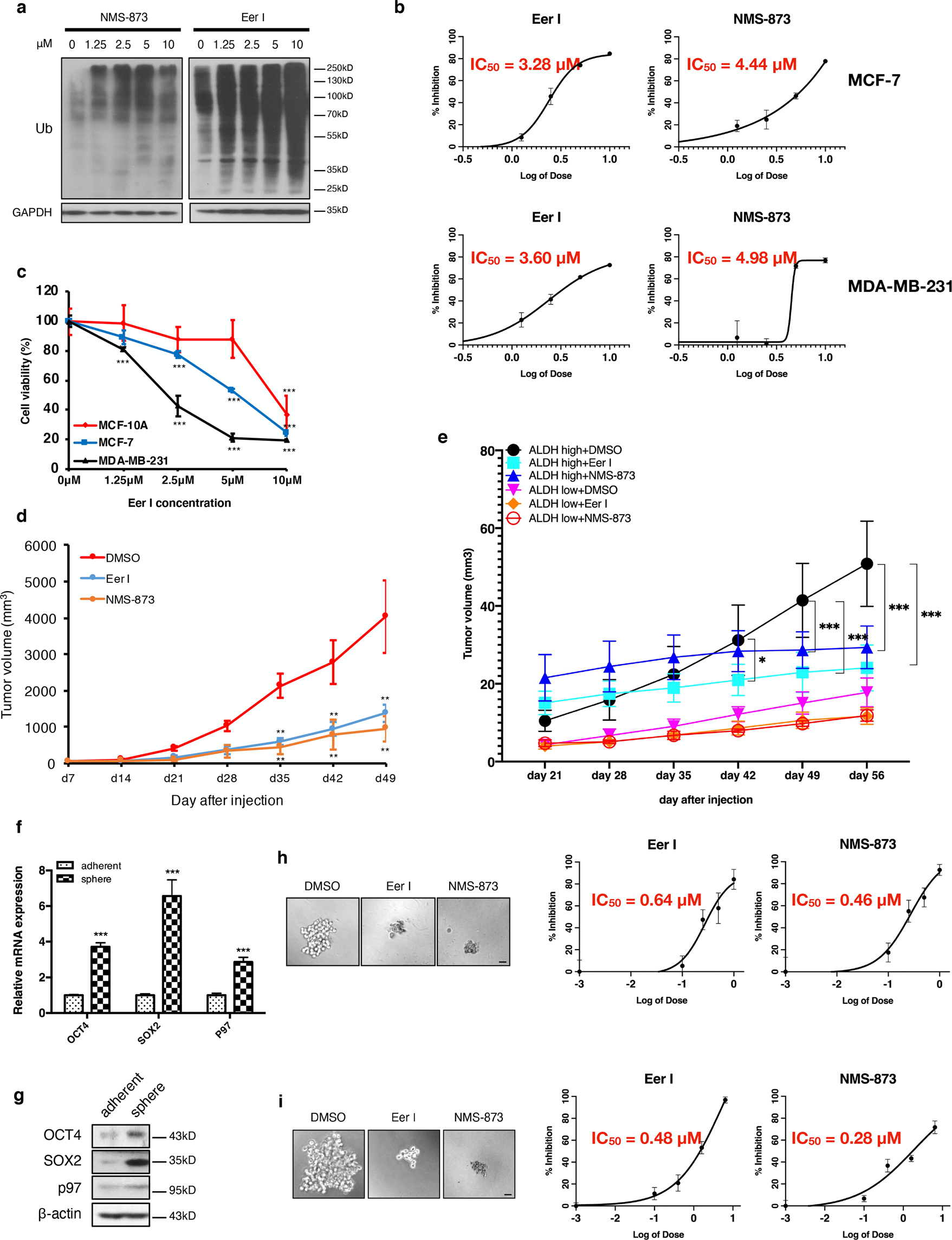 Fig. 2: p97 inhibition reduces breast cancer growth, the CSC population, and mammosphere formation.