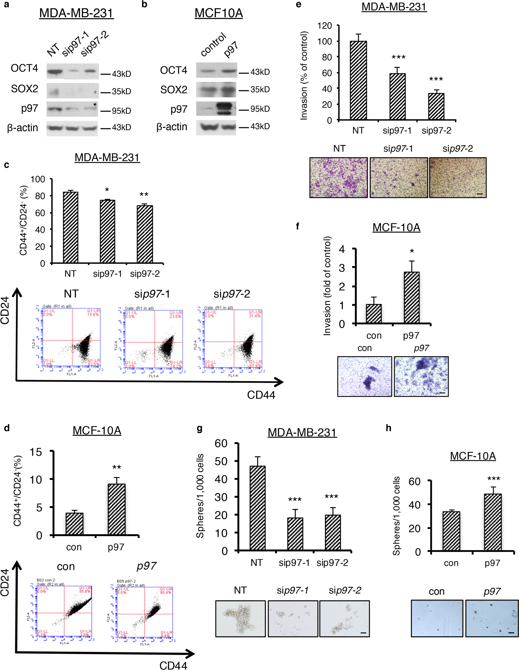 Fig. 3: p97 levels control stemness regulator expression, CSC population, cancer invasiveness, and mammosphere formation.