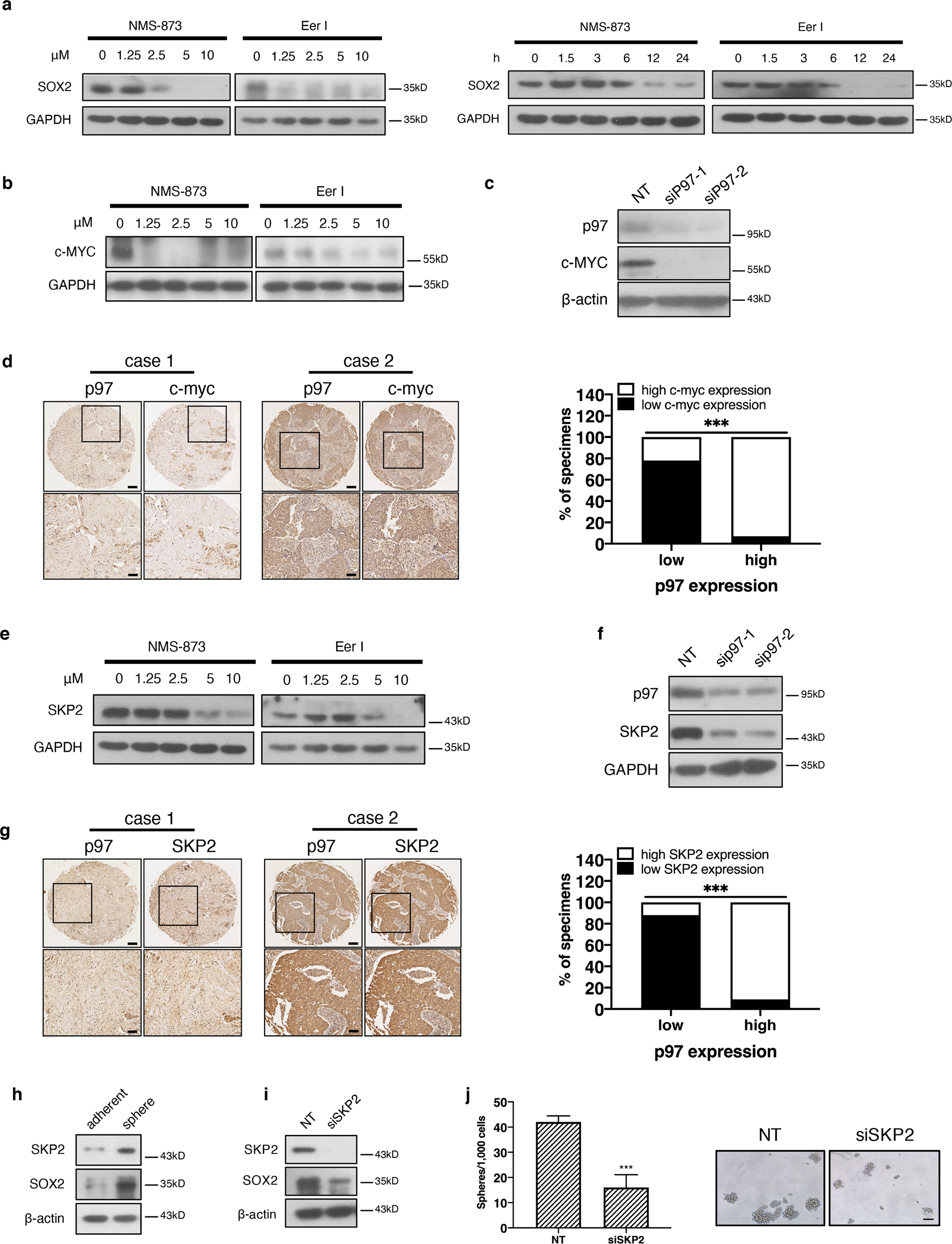 Fig. 4: Loss of p97 downregulates c-MYC and SKP2.