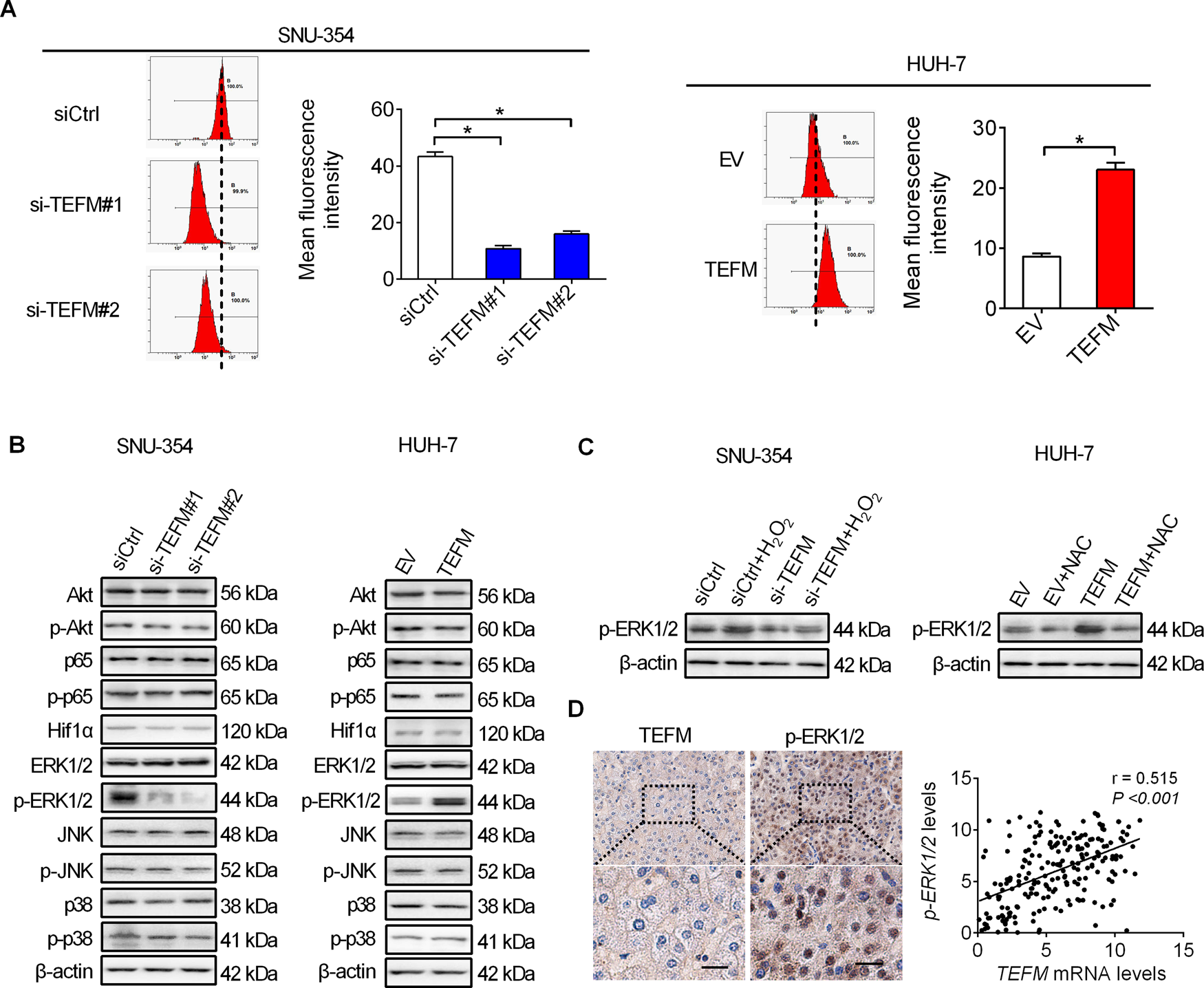 Fig. 7: TEFM activated ROS/ERK signaling in HCC cells.