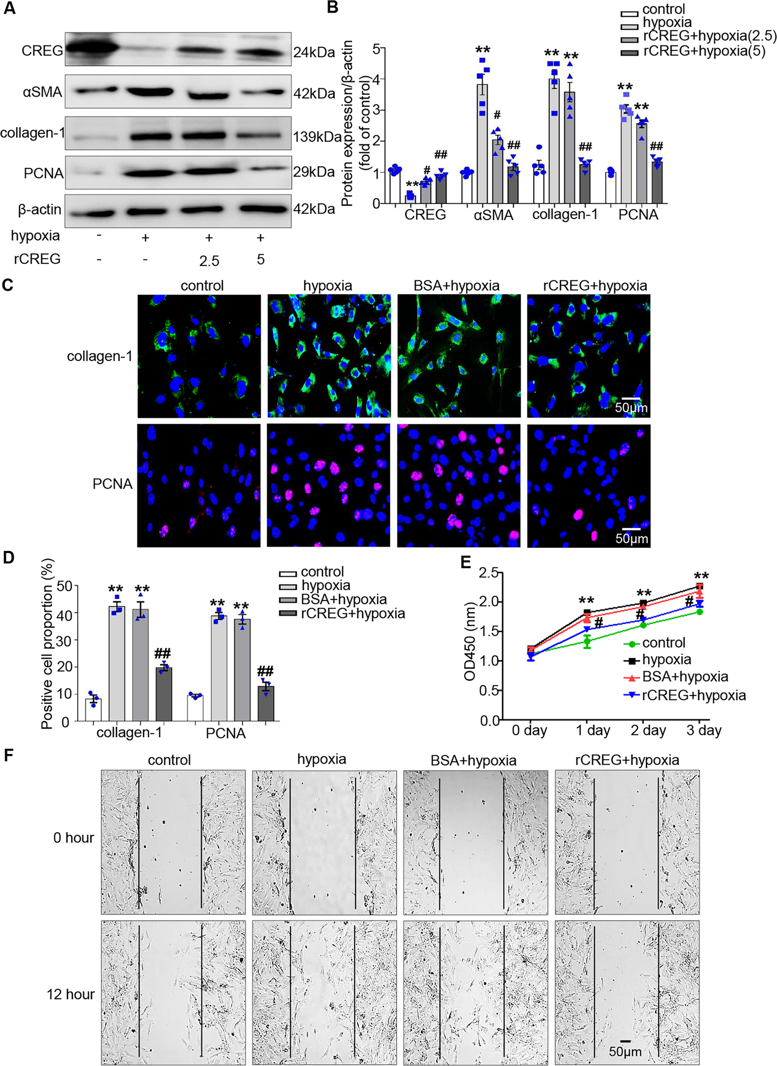 Fig. 6: CREG protein inhibited the phenotypic switching of cardiac fibroblasts in vitro.