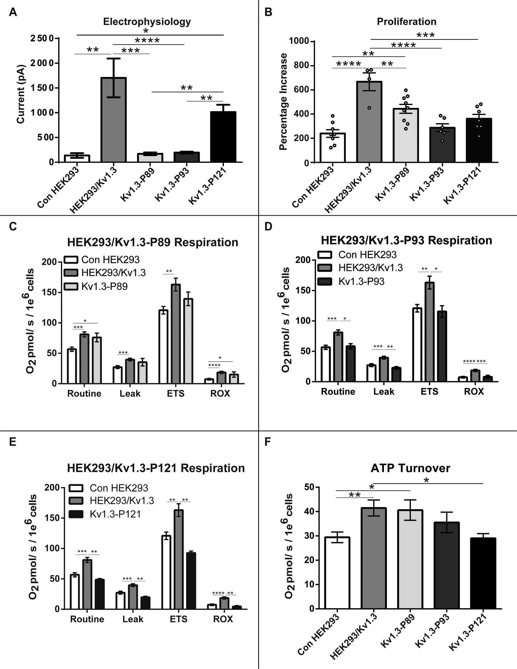 Fig. 6: Mitochondrial Kv1.3 channels regulate proliferation and respiration via a non-conducting mechanism.