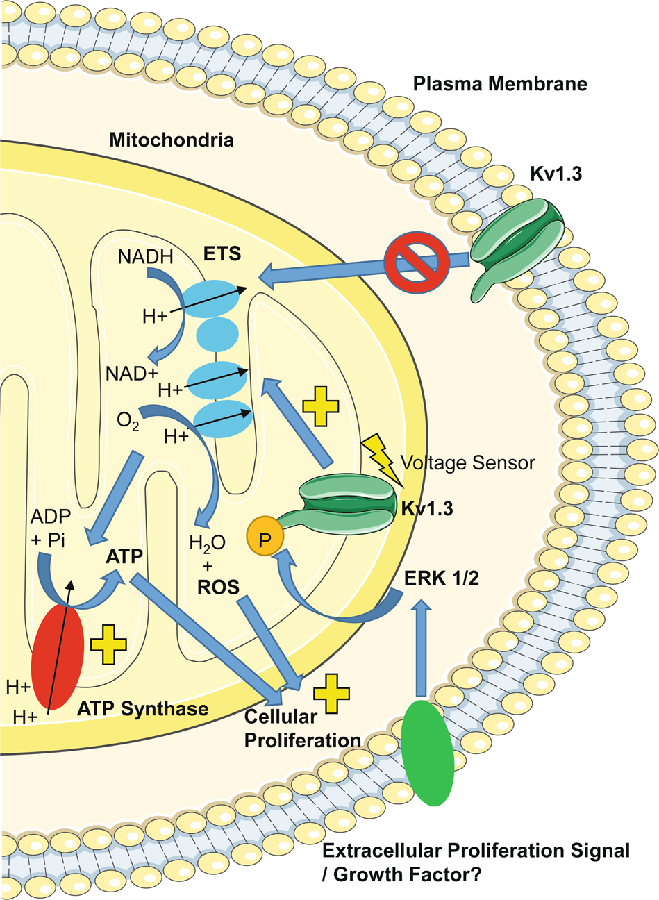 Fig. 7: Diagrammatic representation of the proposed mechanism for Kv1.3-induced respiration and proliferation.