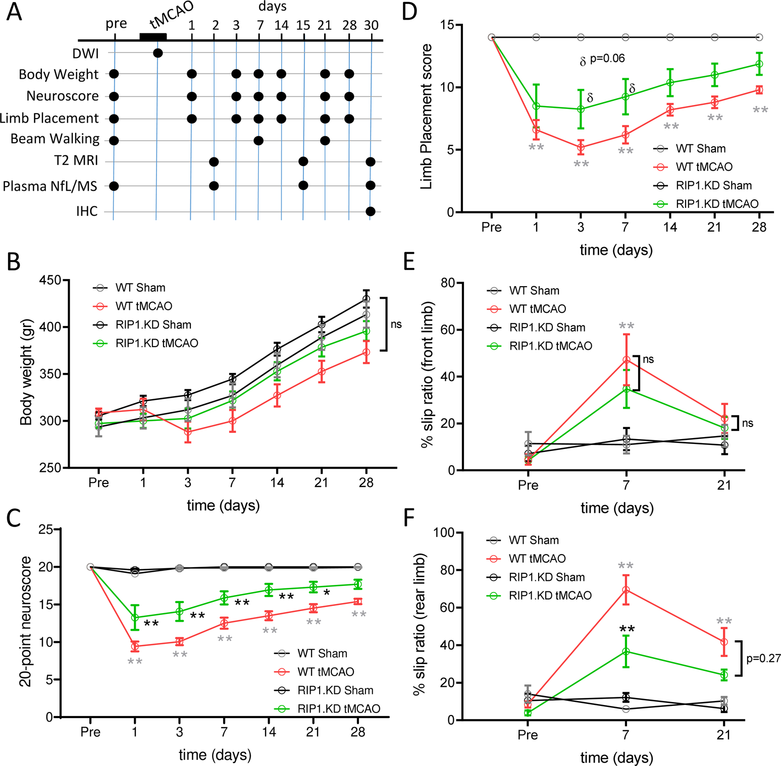 Fig. 2: Genetic inactivation of RIP1 kinase activity ameliorates neurological function following ischemic brain injury.