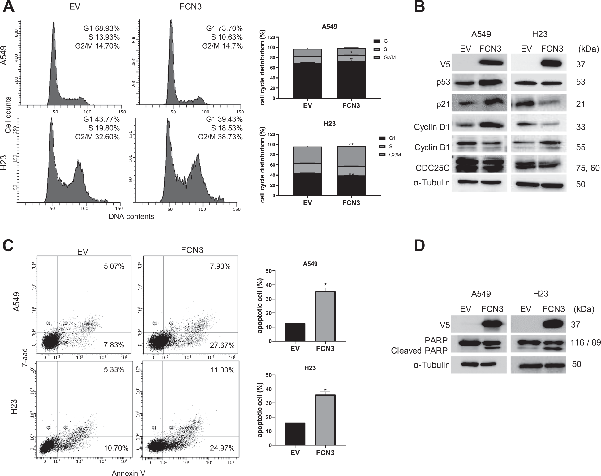 Fig. 3: Ectopic expression of FCN3 induces cell cycle arrests and apoptosis.