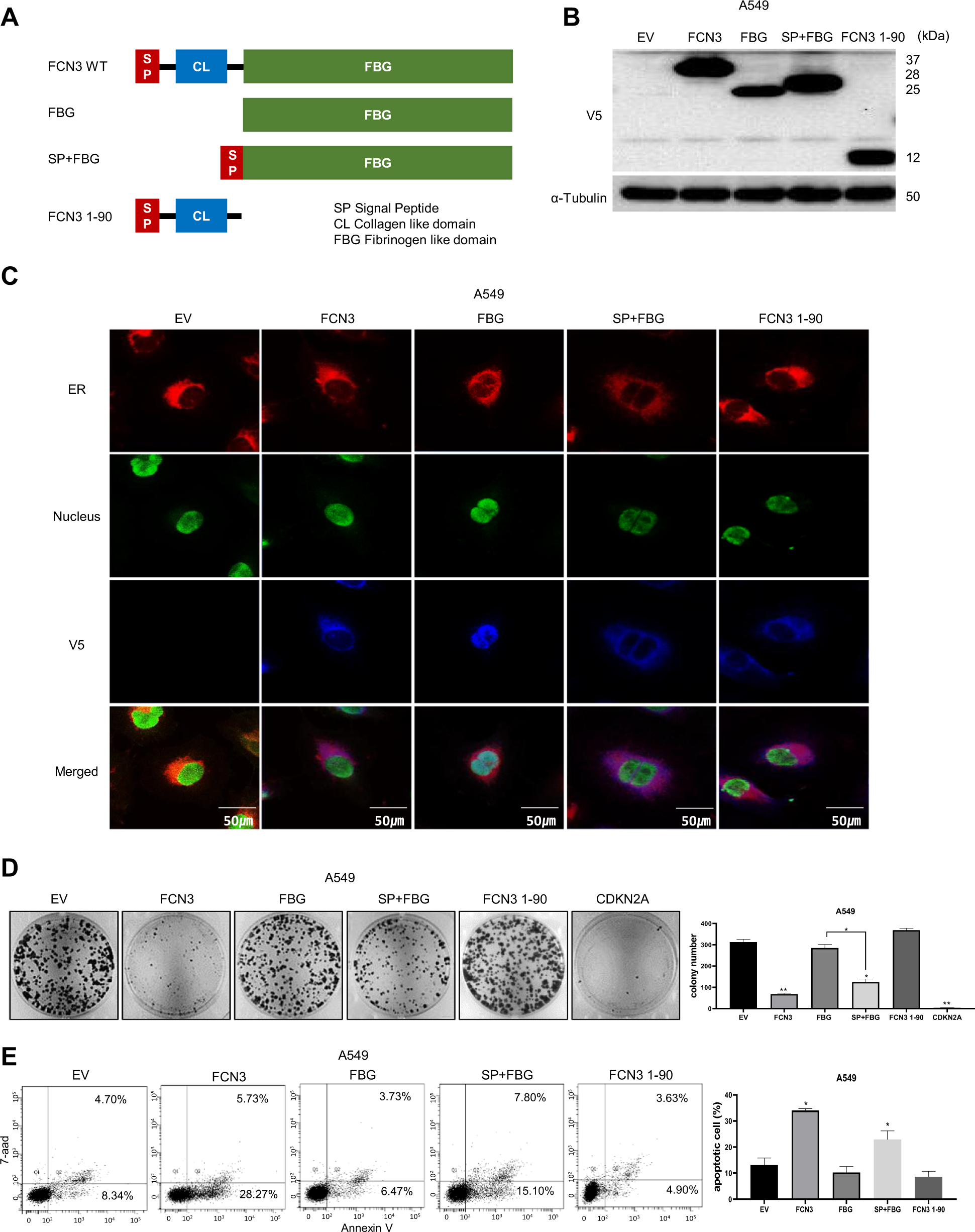 Fig. 6: The FBG domain localized to ER is necessary and sufficient for tumor suppressor activity of FCN3.