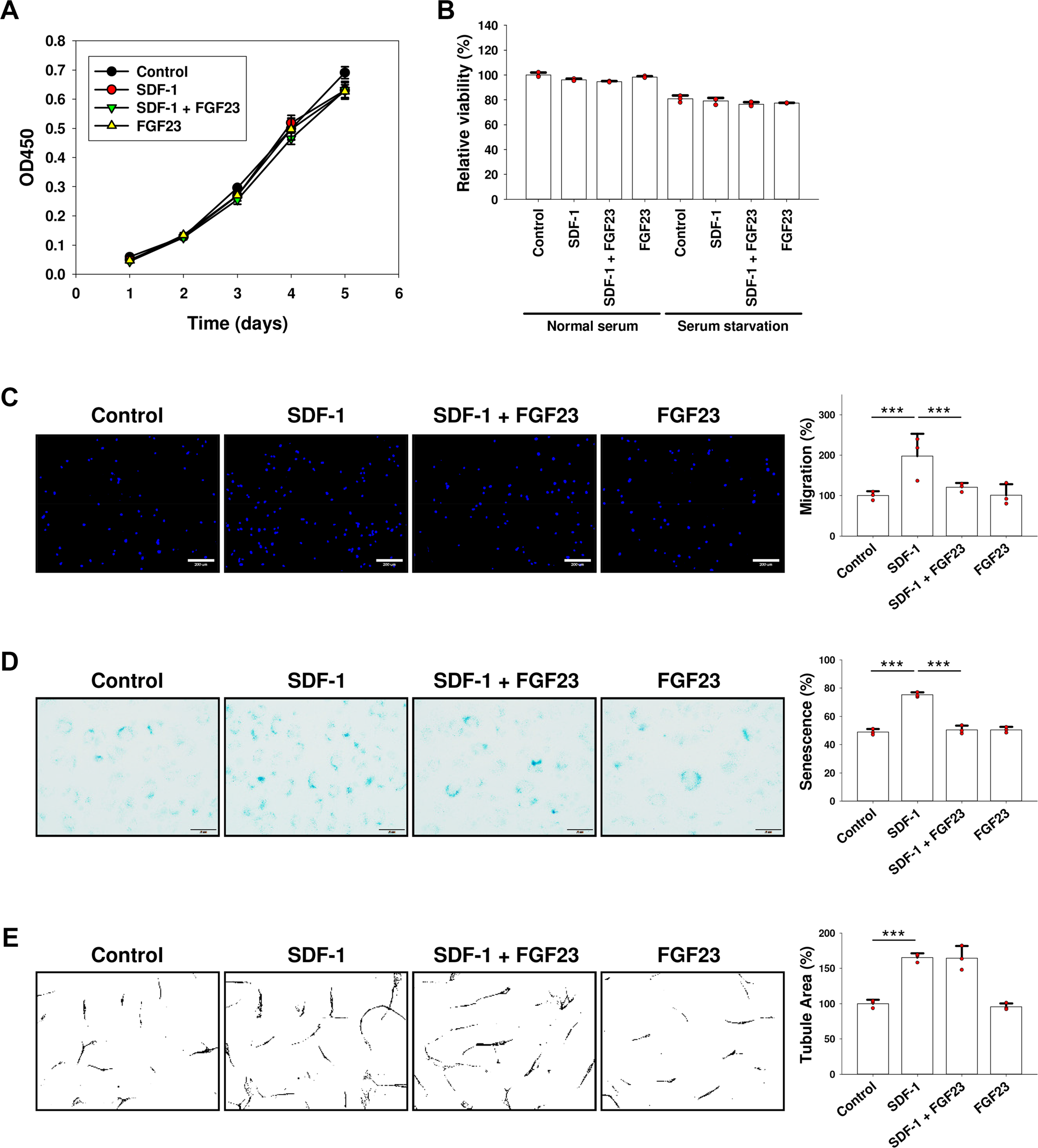 Fig. 6: SDF-1-mediated EPC migration and senescence are suppressed by FGF23, but not angiogenesis.