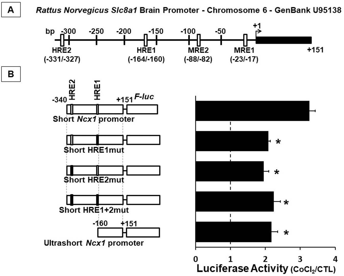 Fig. 1: HIF-1 activated the Na+/Ca2+ exchanger brain Slc8a1 promoter.