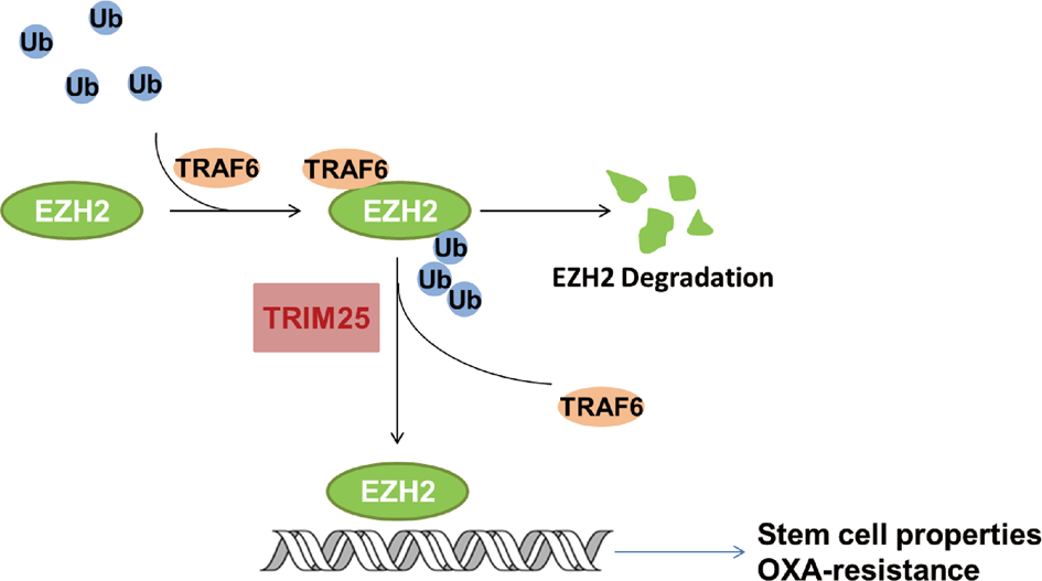 Fig. 7: The working model depicting the role of TRIM25 in CRC cells.