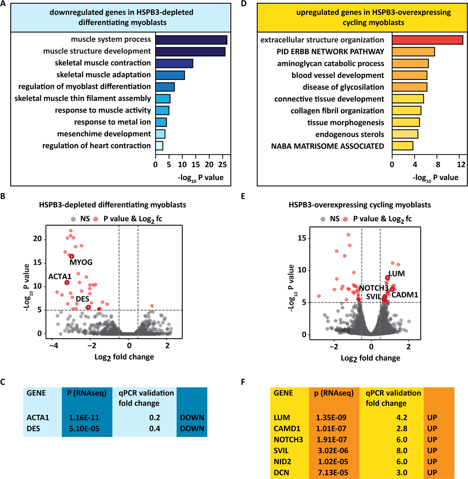 Fig. 4: HSPB3 depletion impairs the expression of gene pathways required for myogenesis, while HSPB3 overexpression induces transcriptional changes that promote myogenesis.