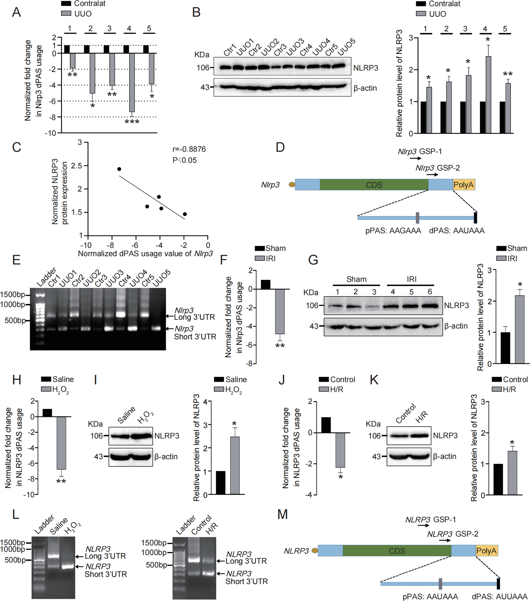 Fig. 1: 3′UTR of NLRP3 is shortened in response to kidney injury.