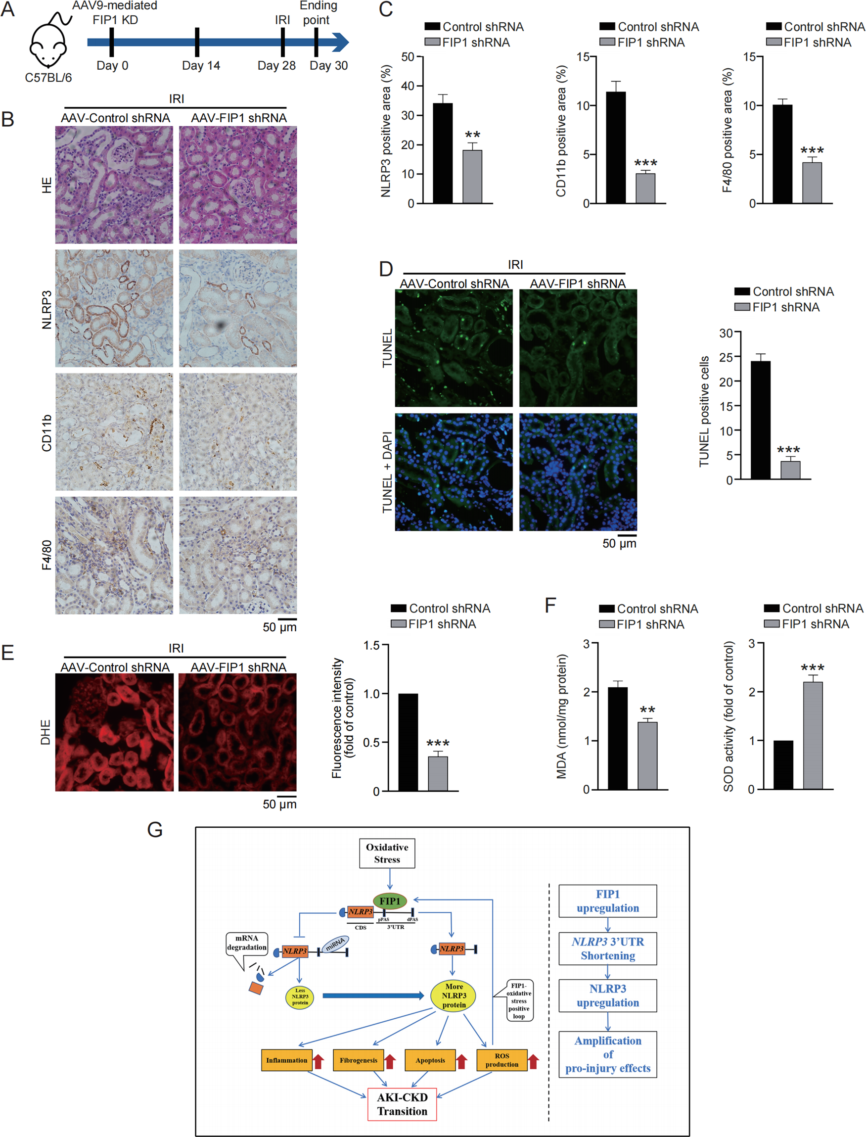 Fig. 8: FIP1 KD alleviates IRI-induced inflammation activation, oxidative stress, and apoptosis.