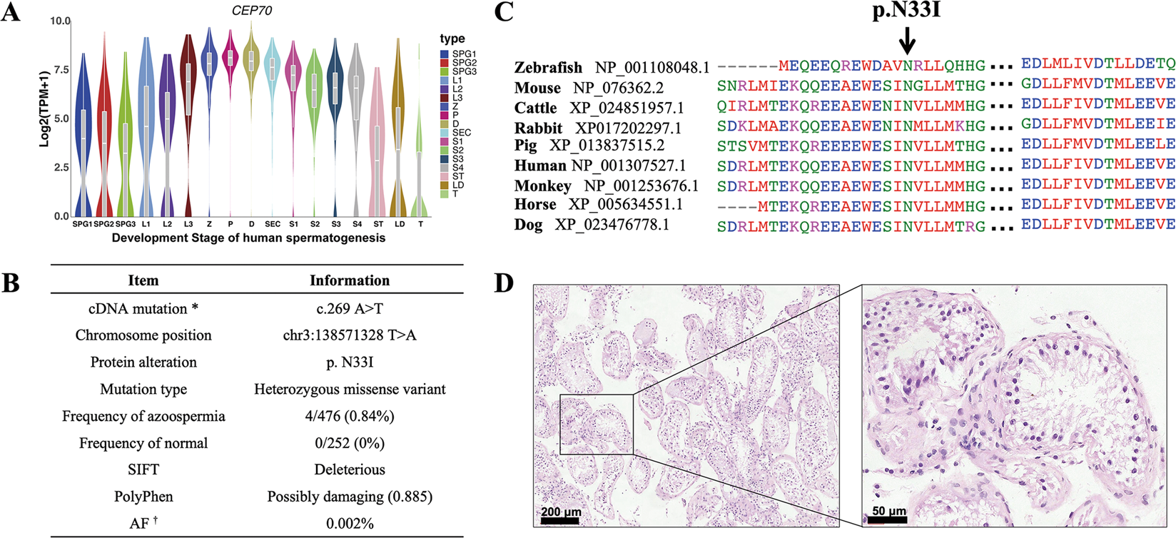 Loss Of Cep70 Function Affects Acrosome Biogenesis And Flagella Formation During Spermiogenesis Cell Death Disease Loss Of Cep70 Function Affects Acrosome Biogenesis And Flagella Formation During Spermiogenesis Cell Death Disease