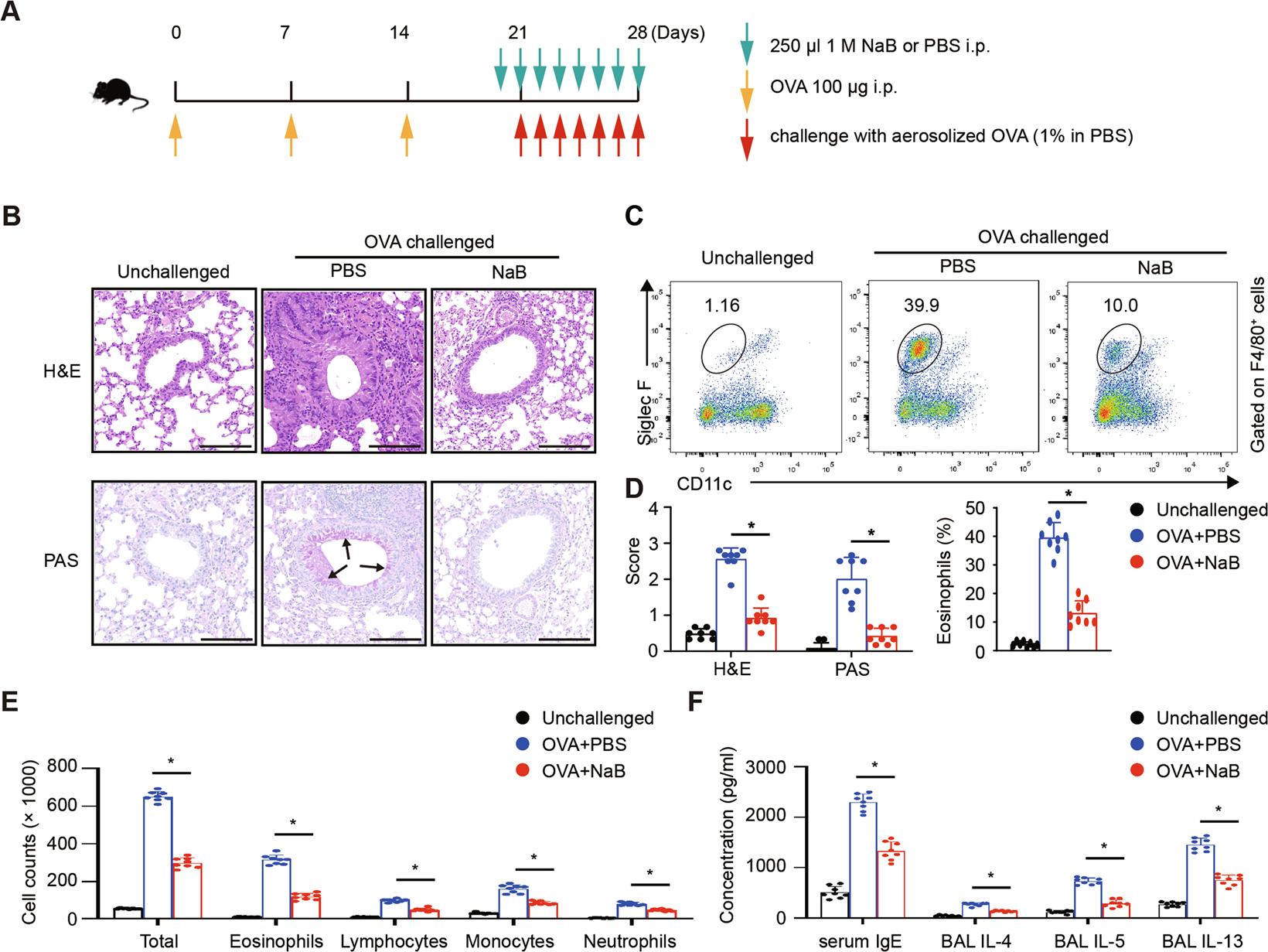 Fig. 3: NaB ameliorates allergic airway inflammation in vivo.