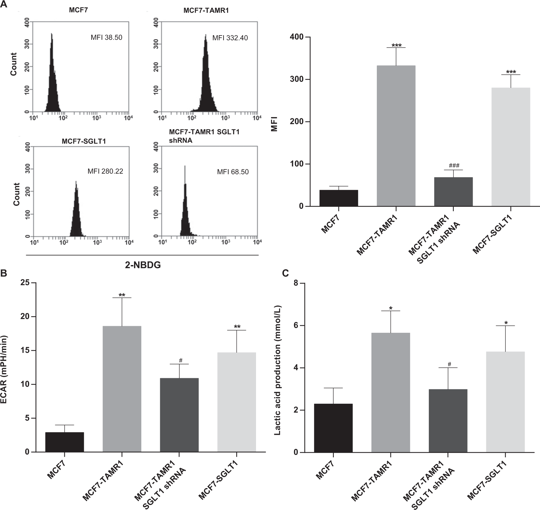 Fig. 2: SGLT1 promotes glycolysis in tamoxifen-resistant breast cancer cells.