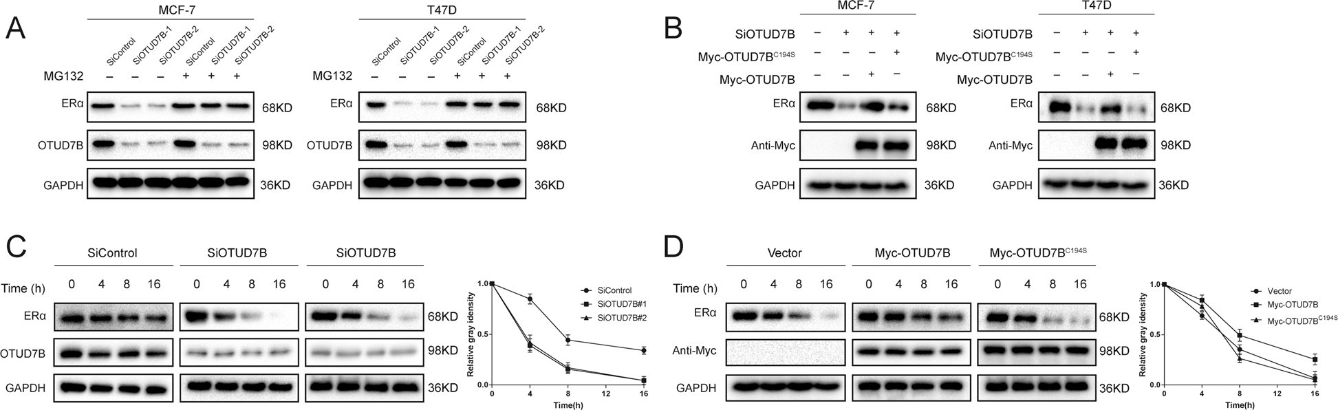 Fig. 5: OTUD7B increases ERα stability.
