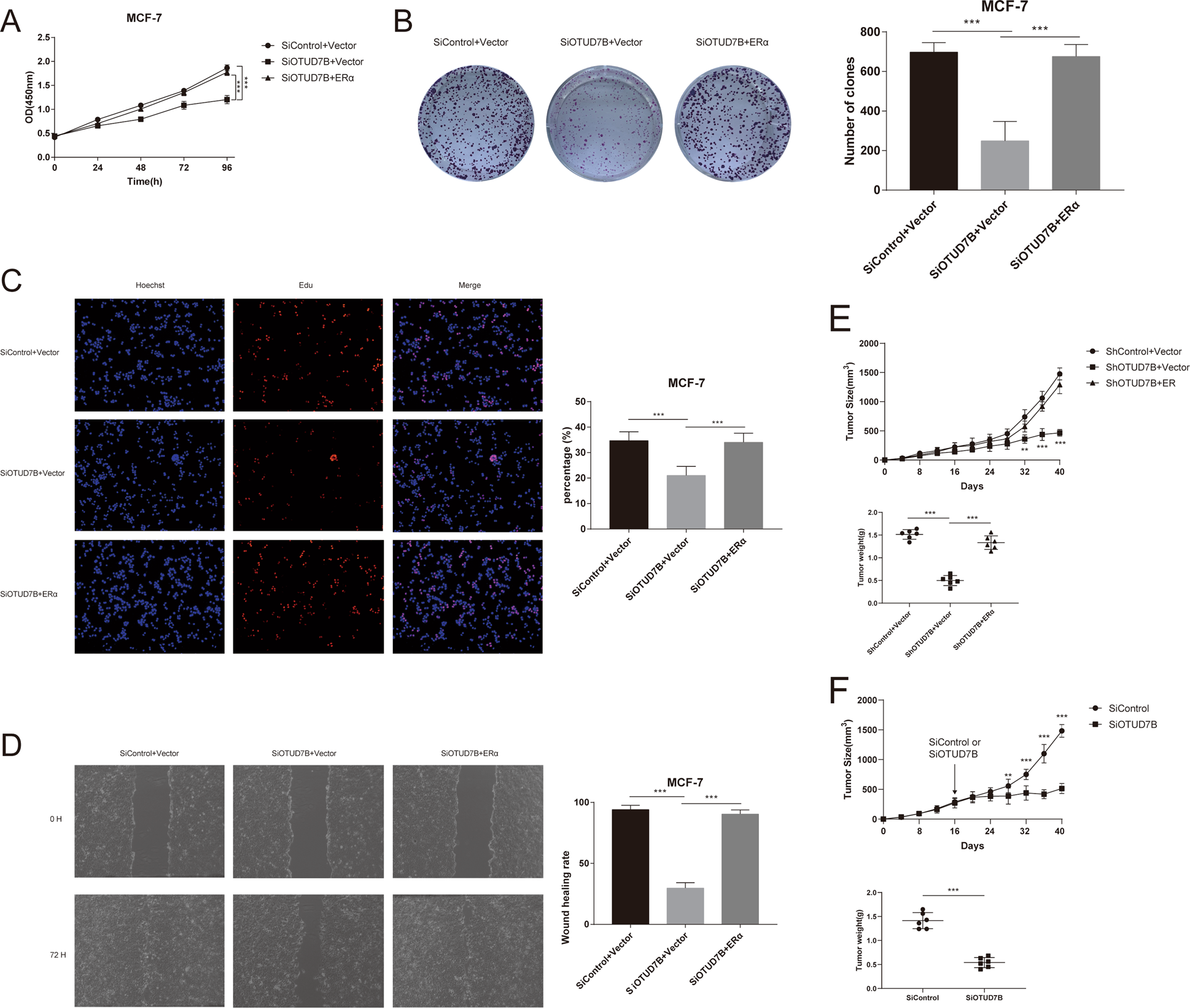 Fig. 8: Increased ERα expression reverses the effect of OTUD7B depletion.