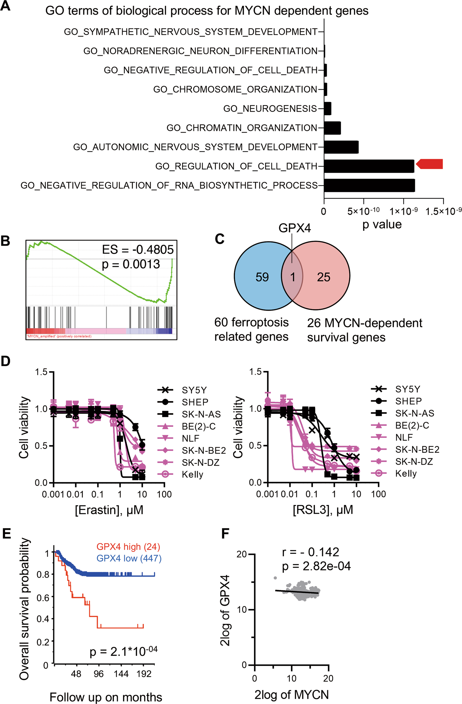 Mycn Mediates Tfrc Dependent Ferroptosis And Reveals Vulnerabilities In Neuroblastoma Cell Death Disease Mycn Mediates Tfrc Dependent Ferroptosis And Reveals Vulnerabilities In Neuroblastoma Cell Death Disease