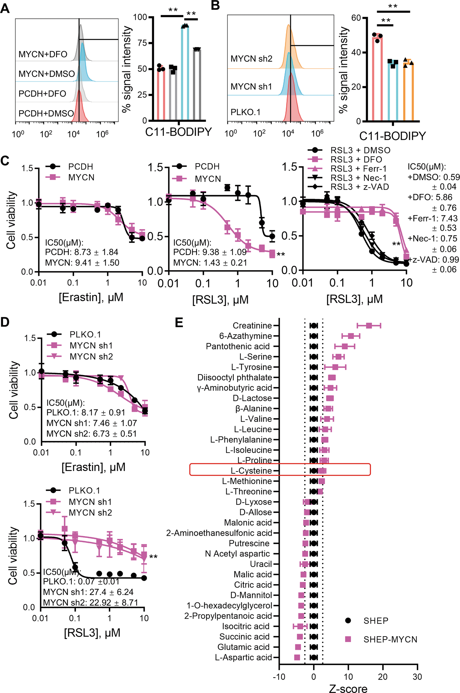 Fig. 2: MYCN confers cell sensitivity to ferroptosis upon GPX4 inhibition.