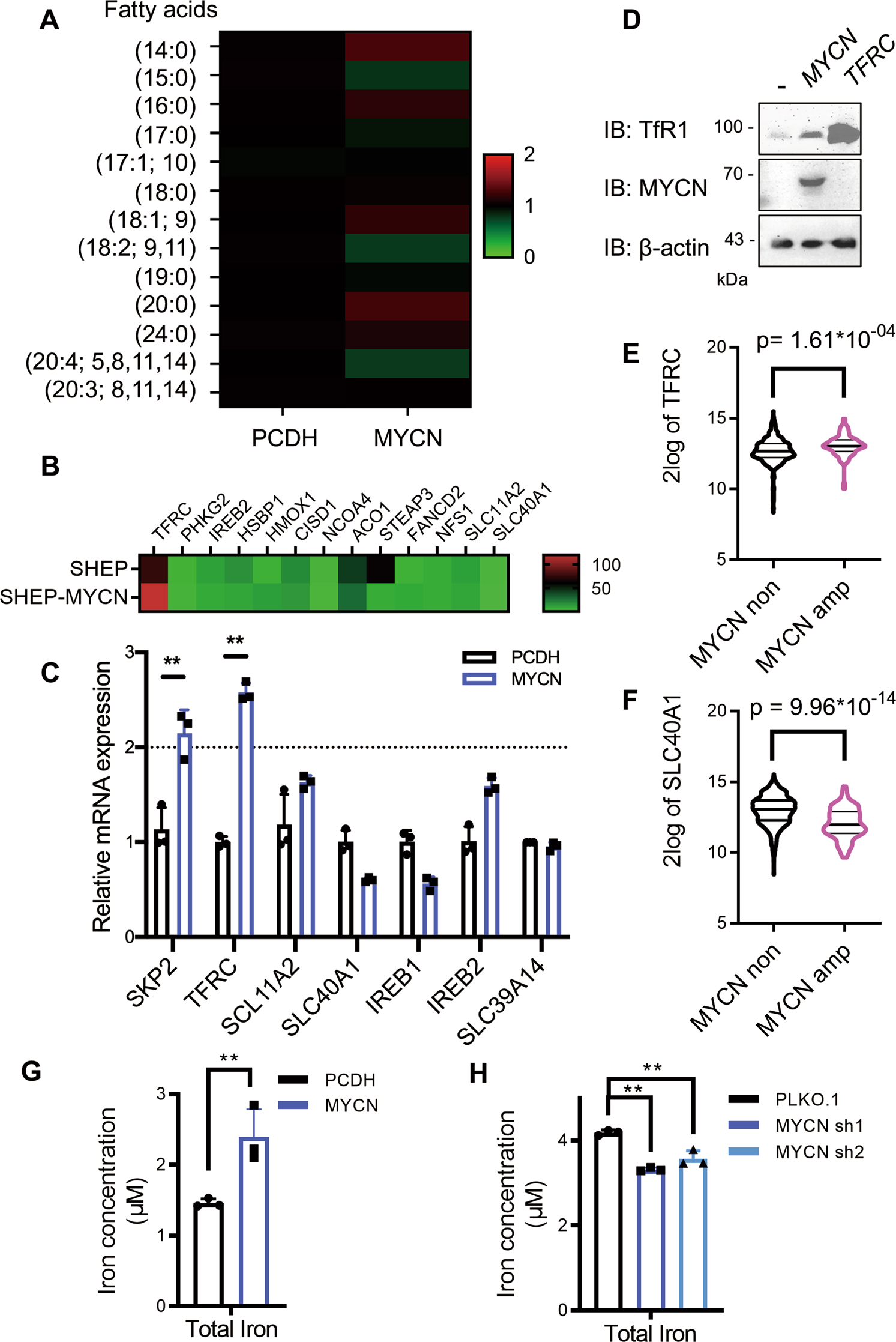 Fig. 3: MYCN increases the intracellular iron load.